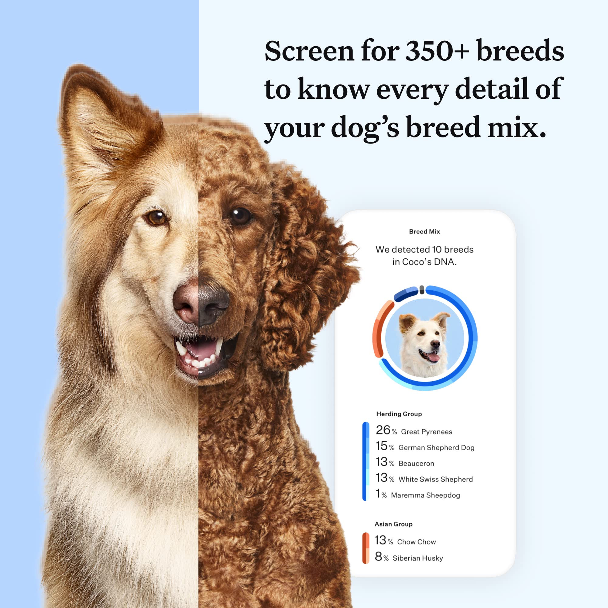 Wisdom Panel Essential Dog DNA Kit: Most Accurate Test for 365+ Breeds, 30 Genetic Health Conditions, 50+ Traits, Relatives, Anc