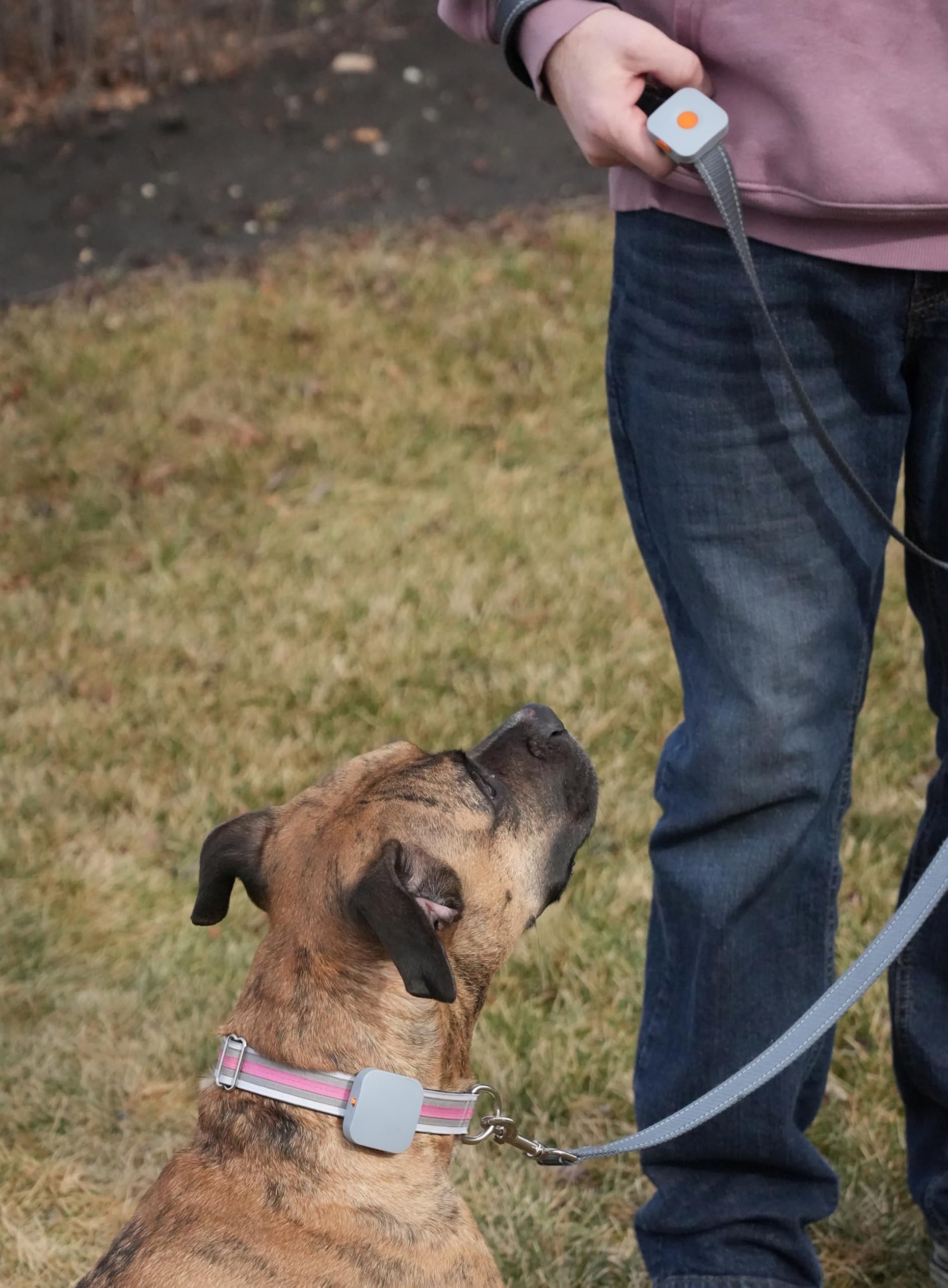 Kona Clip Dog Training Device - Vibration Correction, Waterproof, Rechargeable, Remote Controller for Medium Dogs, Orange