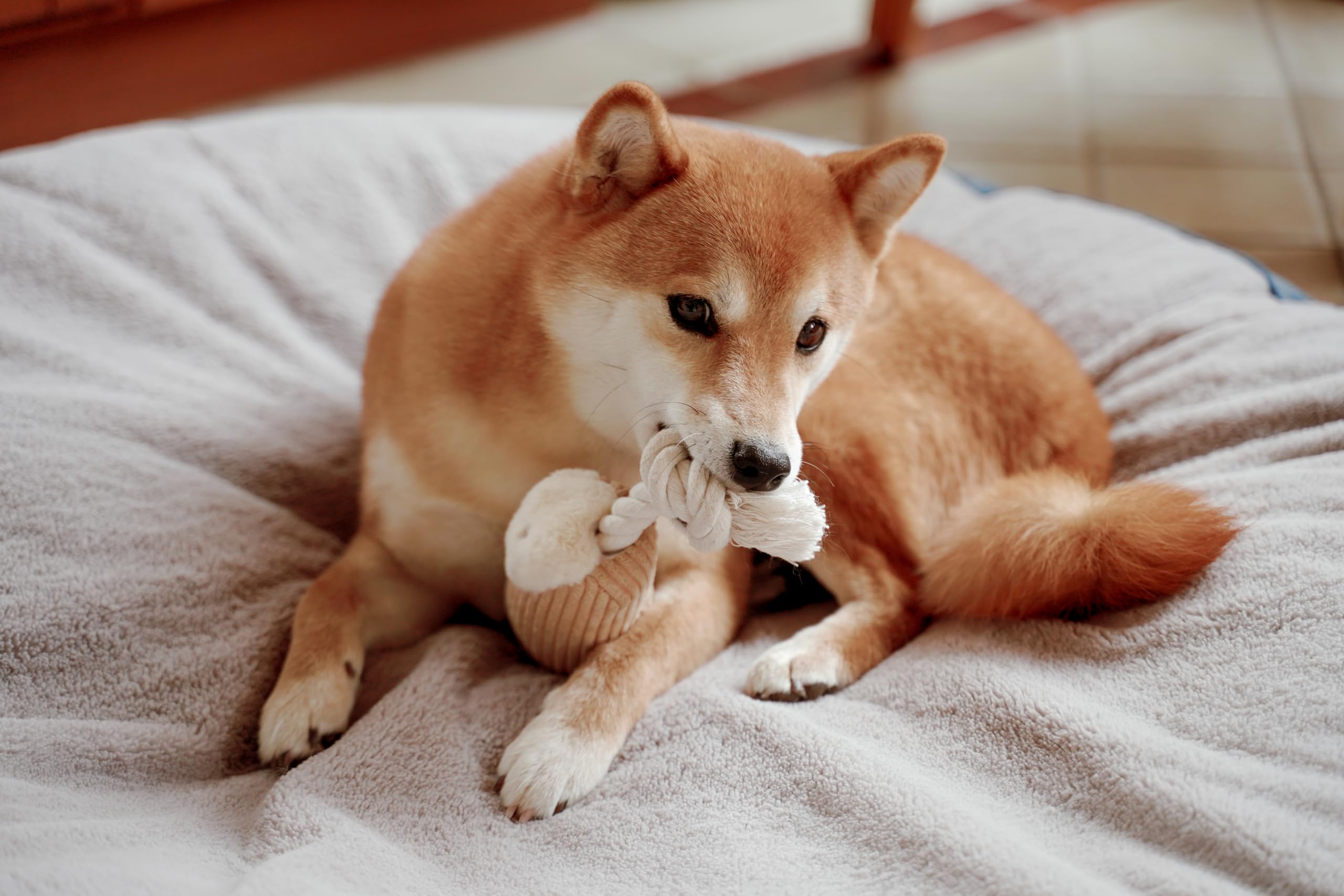 Puffy Crew Squeaky Dog Plush Toy, Bakery Bite_Stick Collection, 12, for Various Sized Dogs (Cannoli, Large)