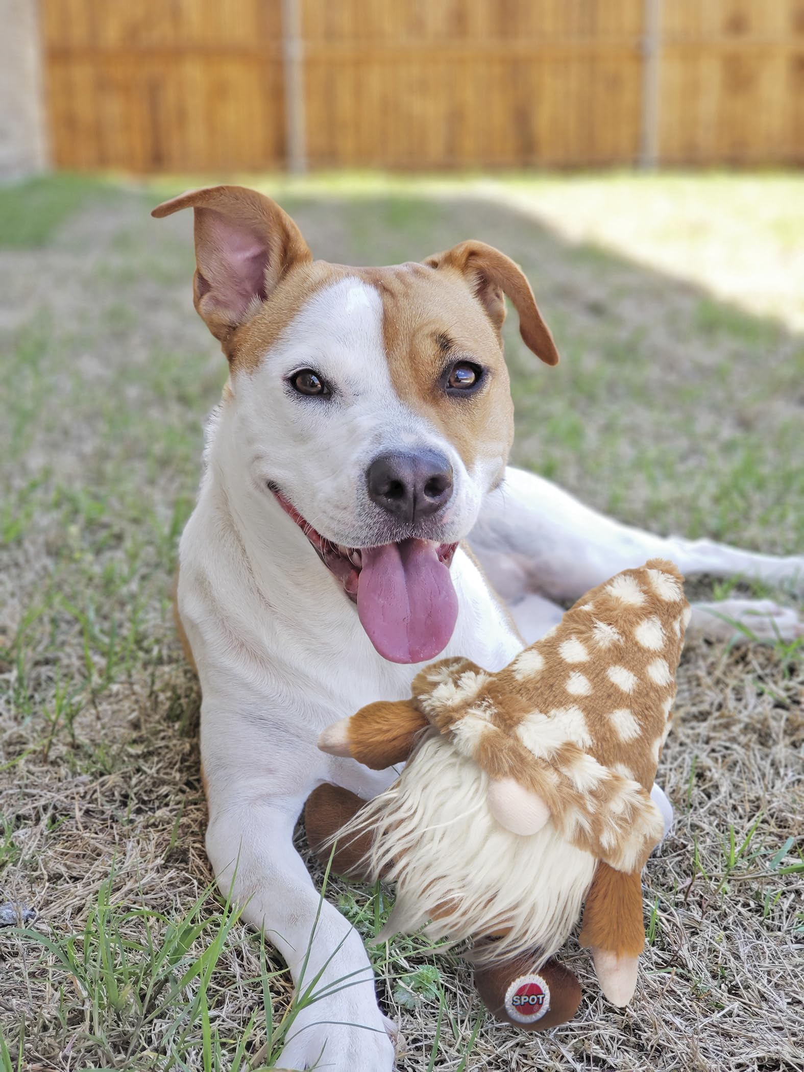 Spot Woodsy Gnome Plush Toy For Dogs 12'', Assorted