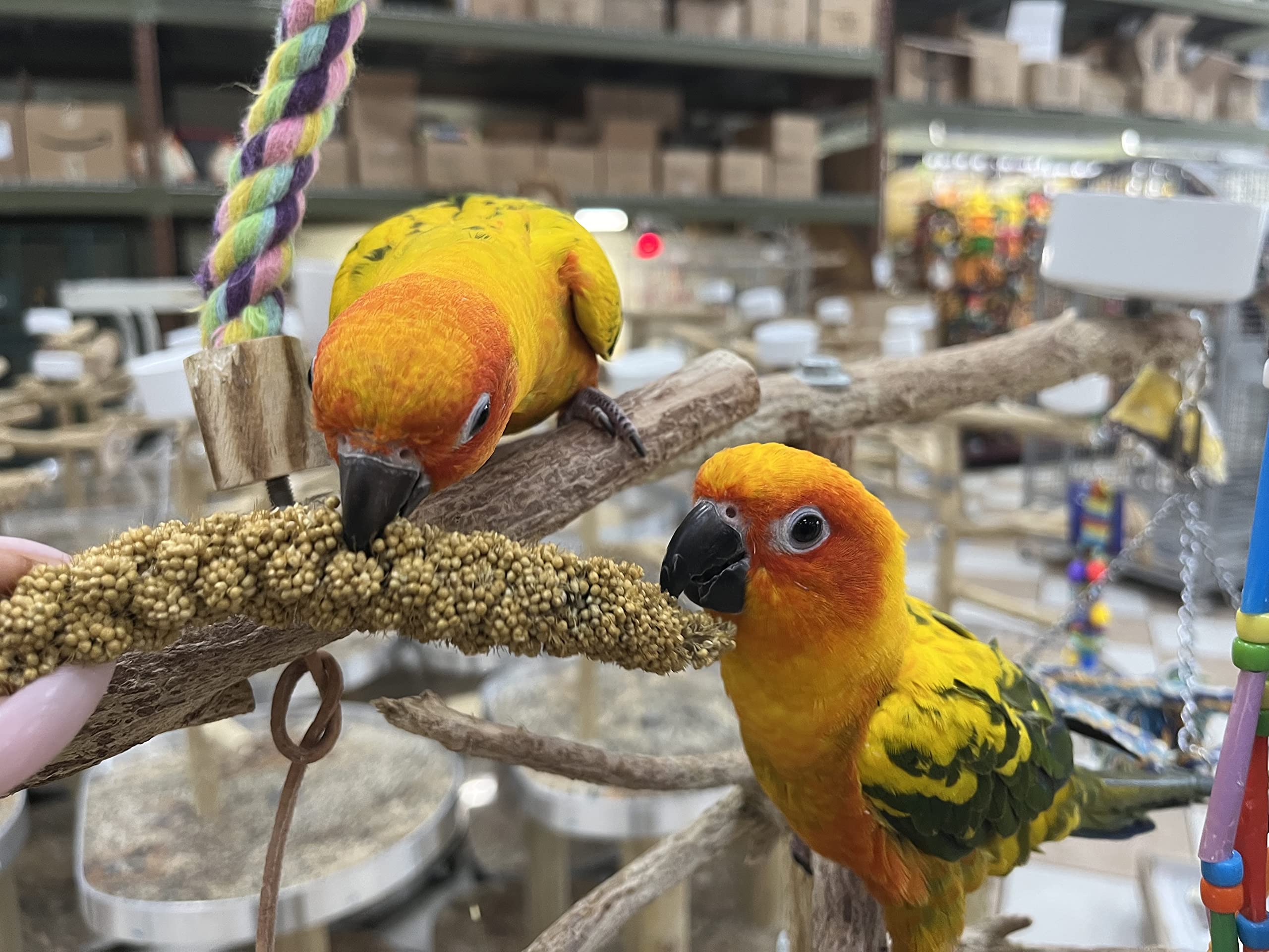 Birds LOVE Spray Millet Treat for Birds - GMO-Free, No Pesticides, 2lbs, Edible Tops Only, Ideal for Cockatiels, Lovebirds, Parrots