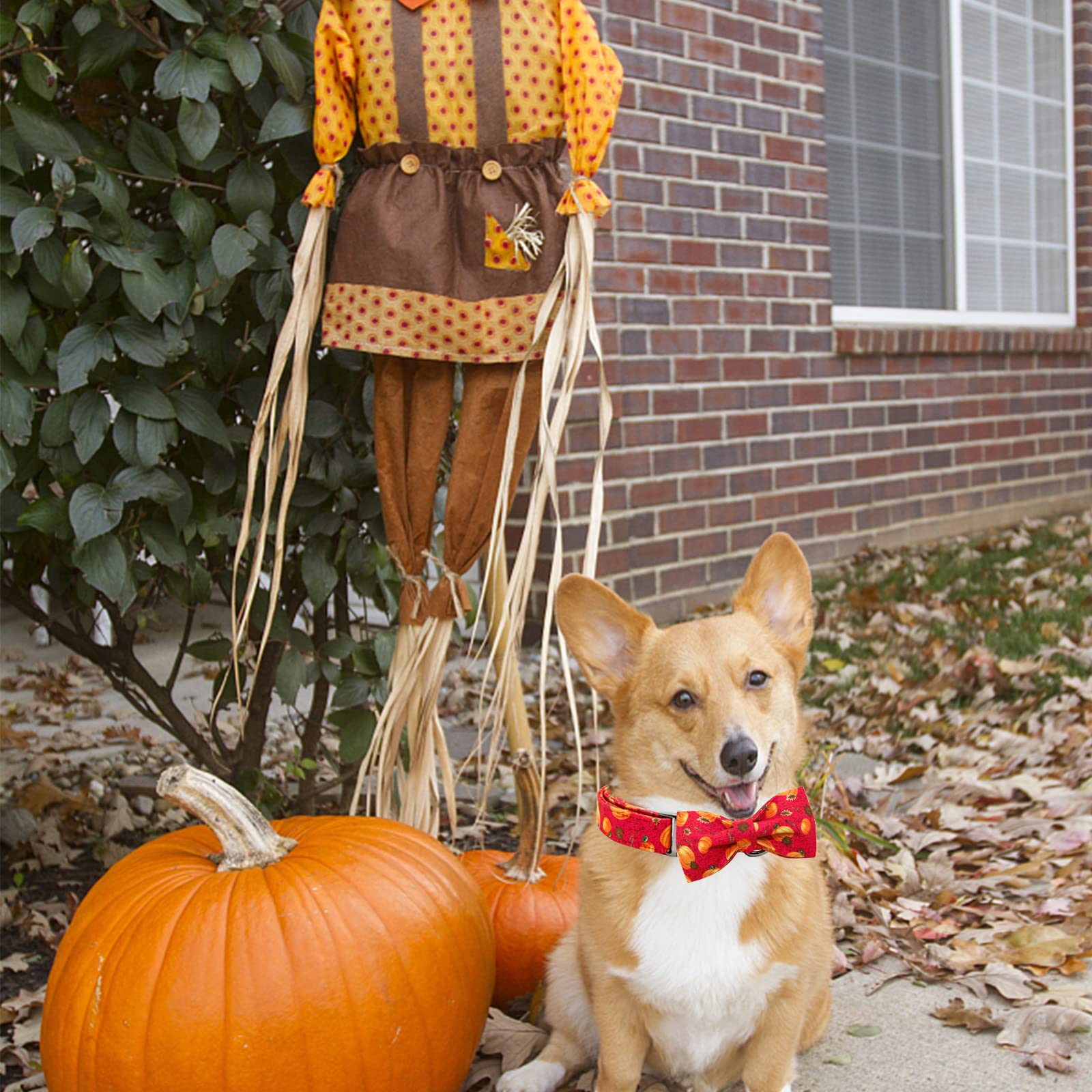 Elegant Little Tail Dog Collar With Bow - Fall Dog Collar Halloween Pumpkin Bow Girl Boy Pet Collar Soft Dog Bowtie Collars For X-Large Dogs