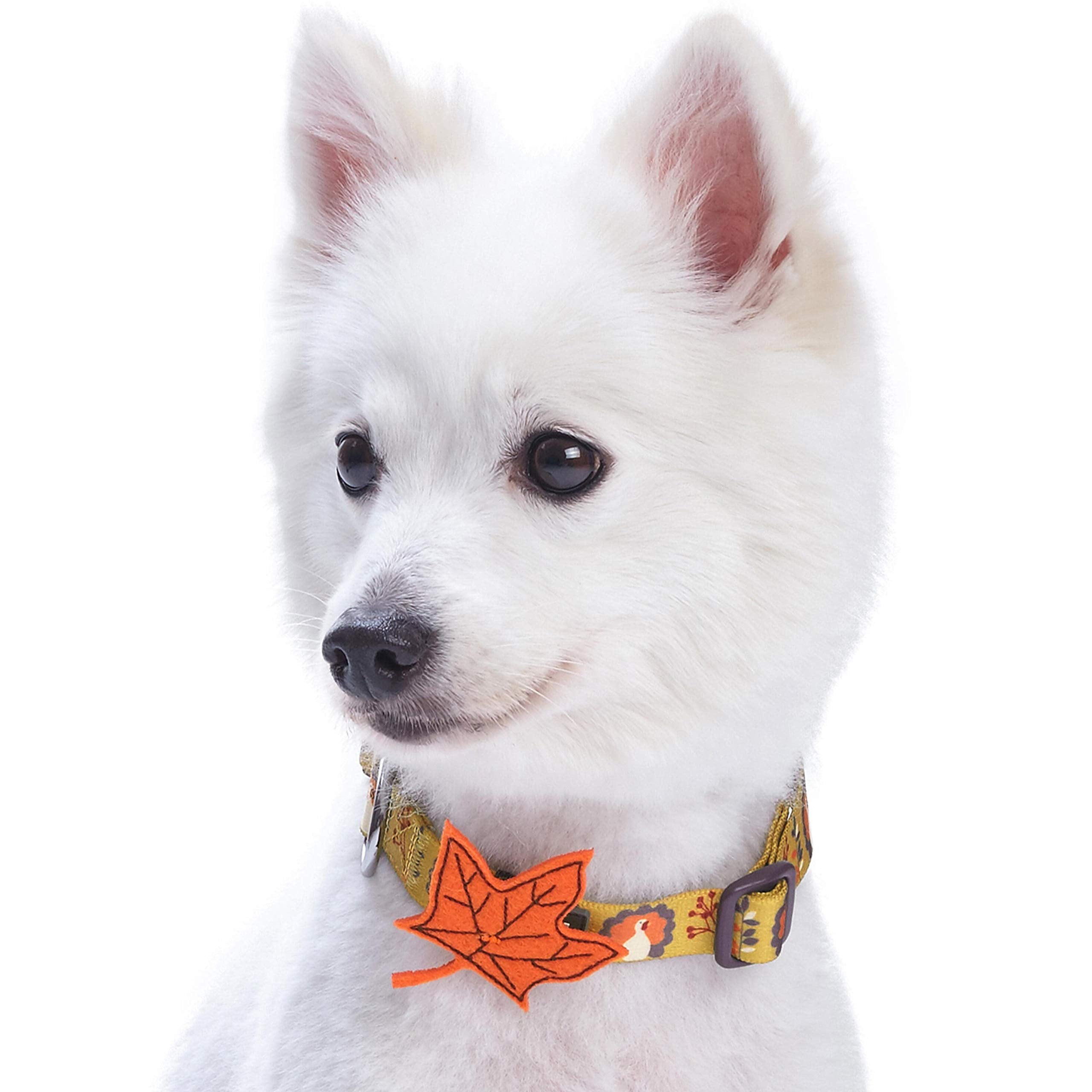 Blueberry Pet 8 Patterns Thanksgiving Fall Festival Moonlit Turkey Designer Adjustable Dog Collar with Maple, Small, Neck 12''-1