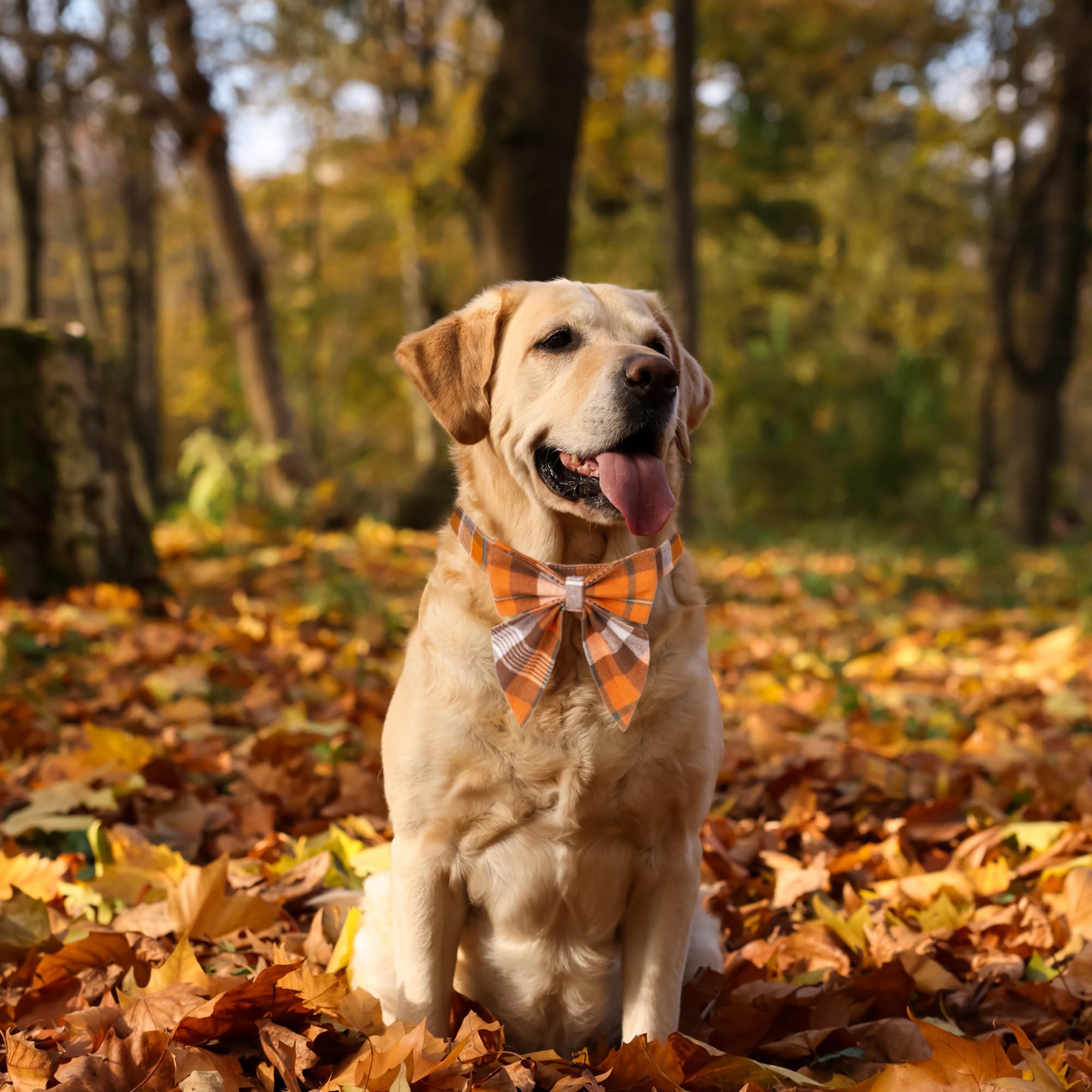 Adoggygo Fall Dog Collar With Bow, Halloween Thanksgiving Dog Bowtie Collar, Adjustable Cotton Orange Bowtie Dog Fall Collars For Medium Large Dogs Pets (Large, Fall)