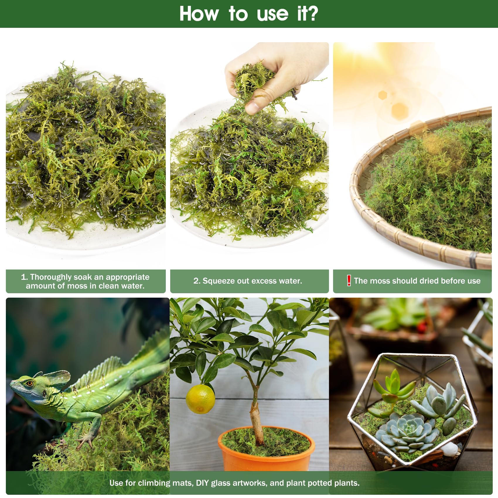 Pakimi 28Oz Sphagnum Moss For Reptiles, Terrarium Natural Green Dried Peat Habitat Bedding Plants For Snakes Gecko Forest Frogs