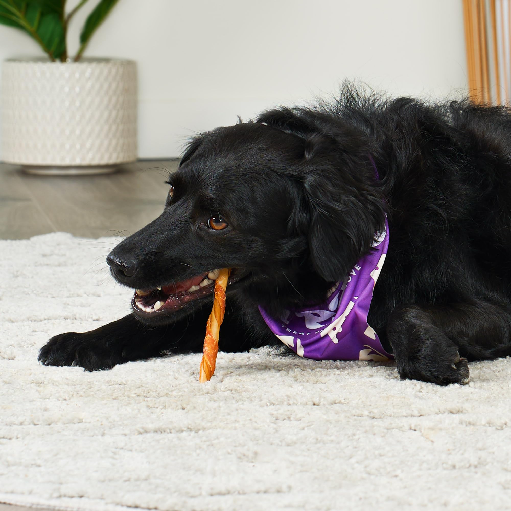 Treatly IncrediChews Stick w/Chicken Meat Wrap Dog Chew Treats - 10 Count/1 Pack