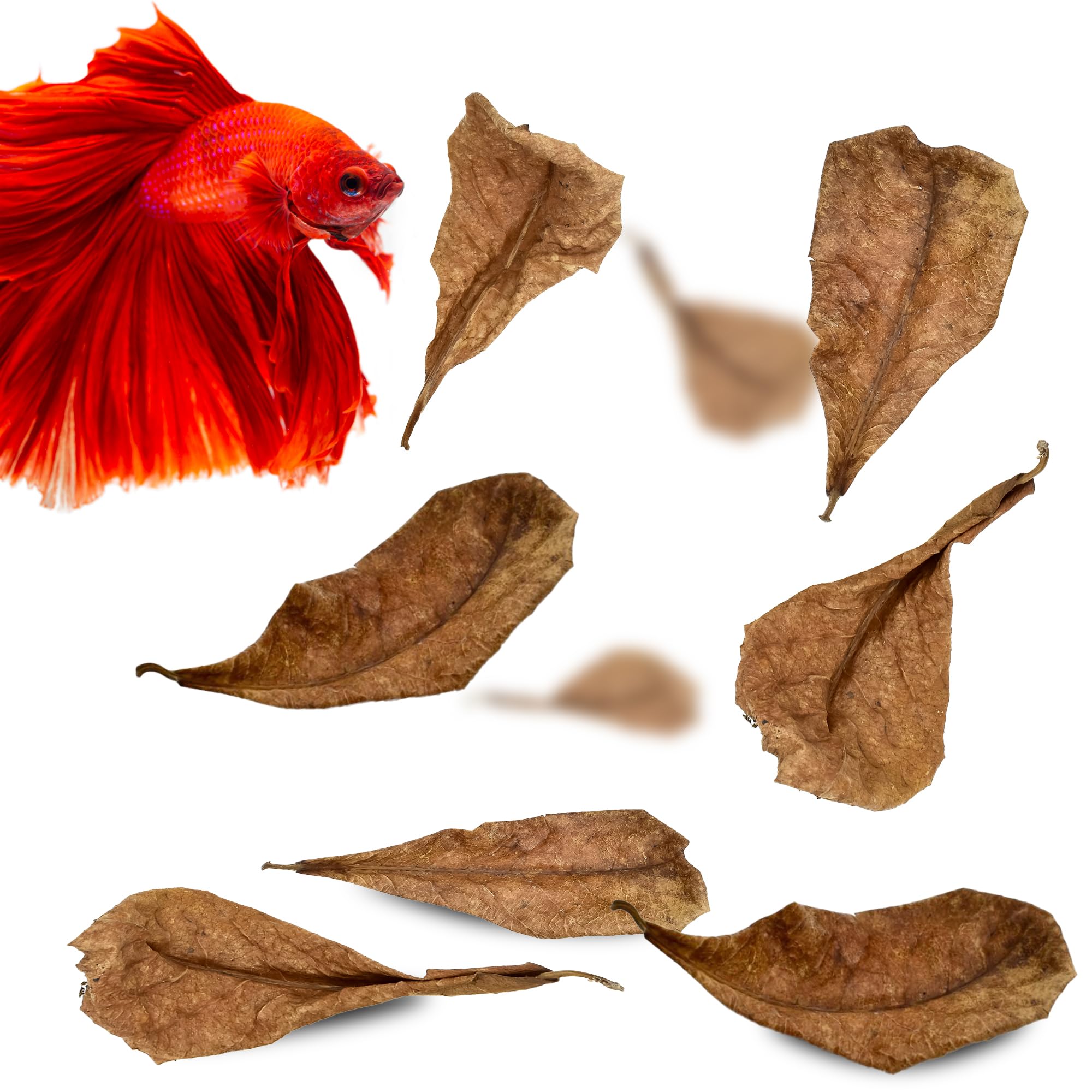 SunGrow 50 pcs Betta Fin Rot Treatment Catappa Indian Almond Leaves, 2, Betta Water Conditioner Leaves for Fish Tank Aquarium, L