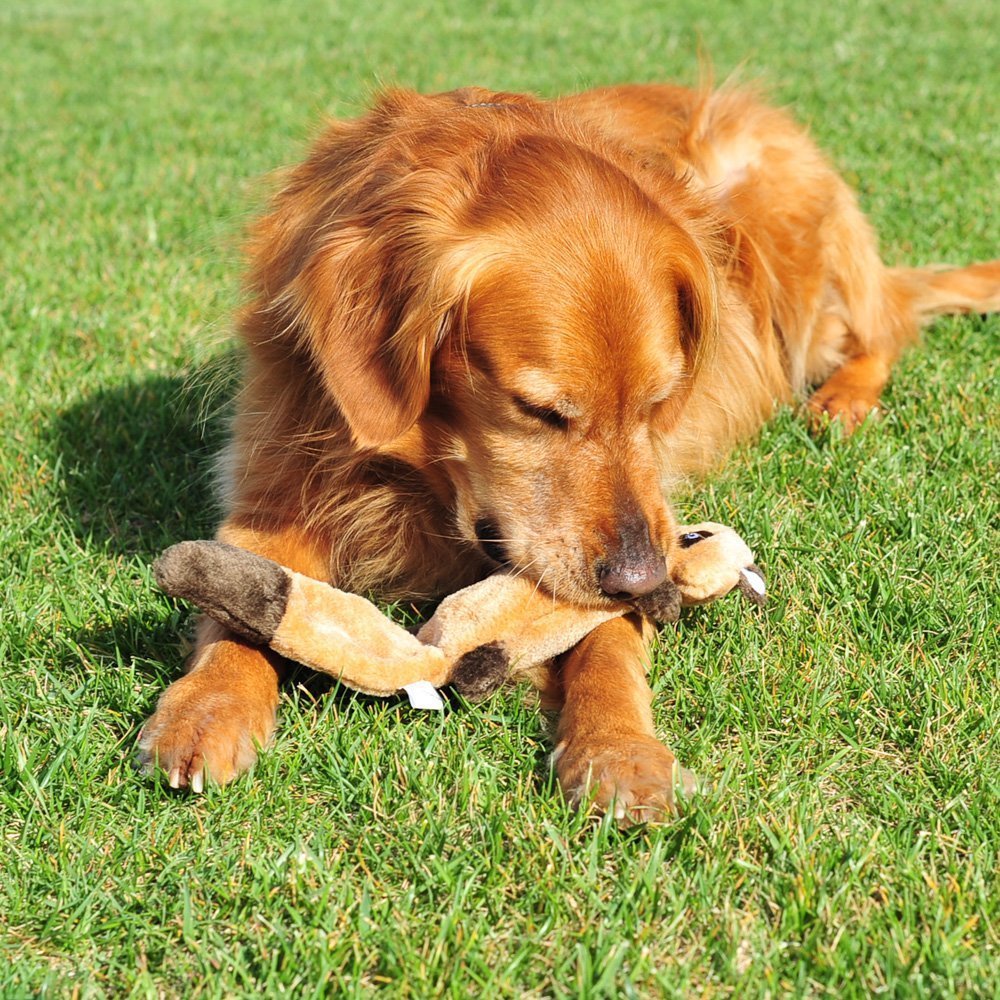 Zippypaws Zingy Racoon, 15' - Dog Toys No Stuffing, Squeaky Dog Toy For Small & Medium Dogs, Interactive Puppy & Dog Chew Toys Without Stuffing For Boredom, Bulk Multi-Pack Of 3