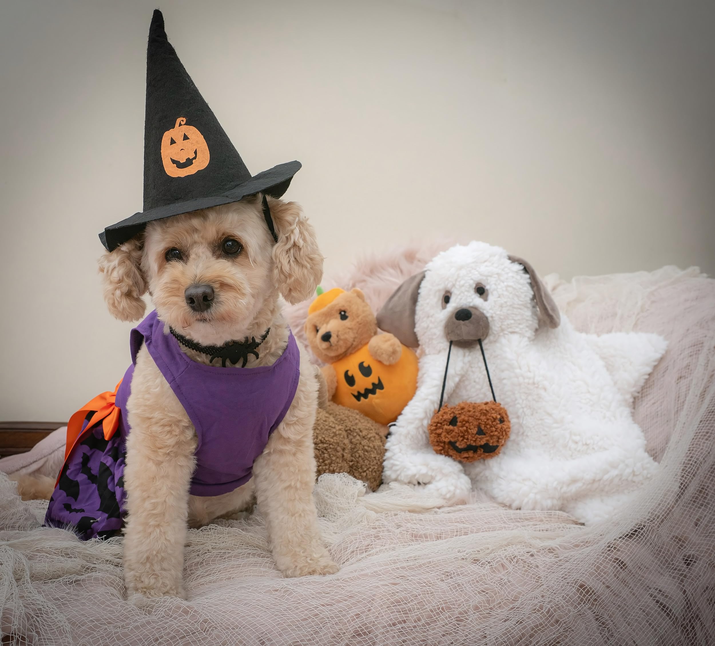 Fitwarm 100% Cotton I'M The Good Witch Halloween Dog Costume Puppy Dress Doggie Party One Piece With Bowknot Pumkin Bat Pet Vest Shirt Holiday Cat Outfits Purple Xx-Small