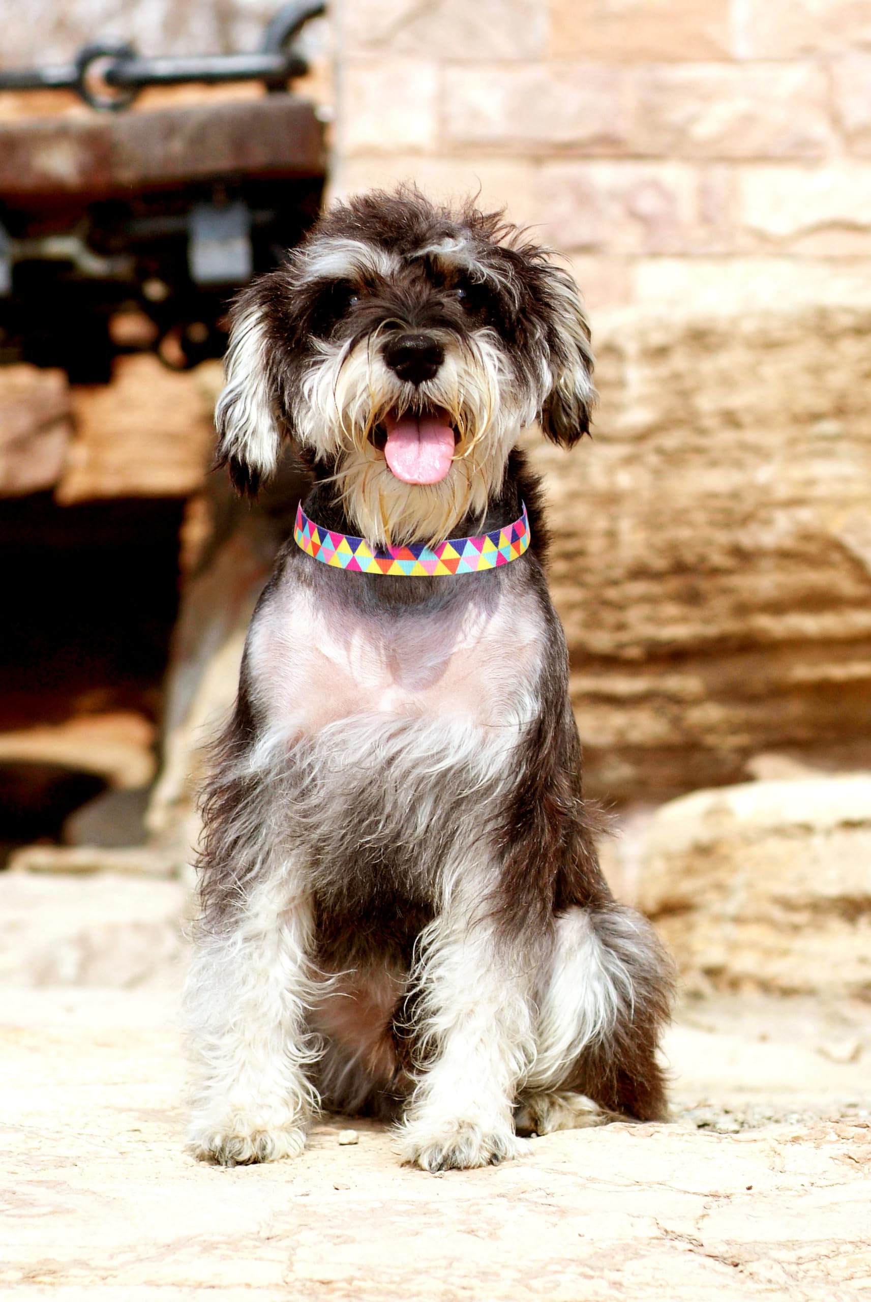 Dog Collars For Small Dogs, 3D Print Pattern Soft Nylon Pet Puppy Collars Adjustable For Xs Small Medium Large Dogs Girl Boy, Co