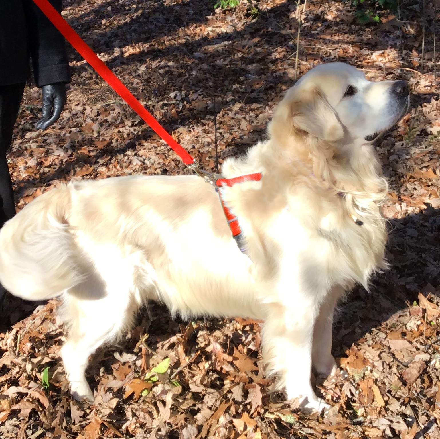 Nifti Safelatch Pet Safety Leash, Neon Orange, Med/Large Size