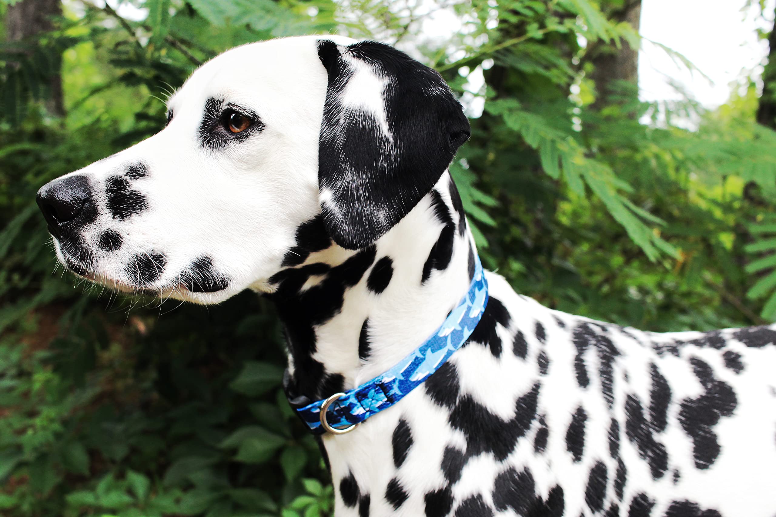 Limeloot Sharks Dog Collar, Summer Themed Dog Collar for Male and Female Dogs, Small