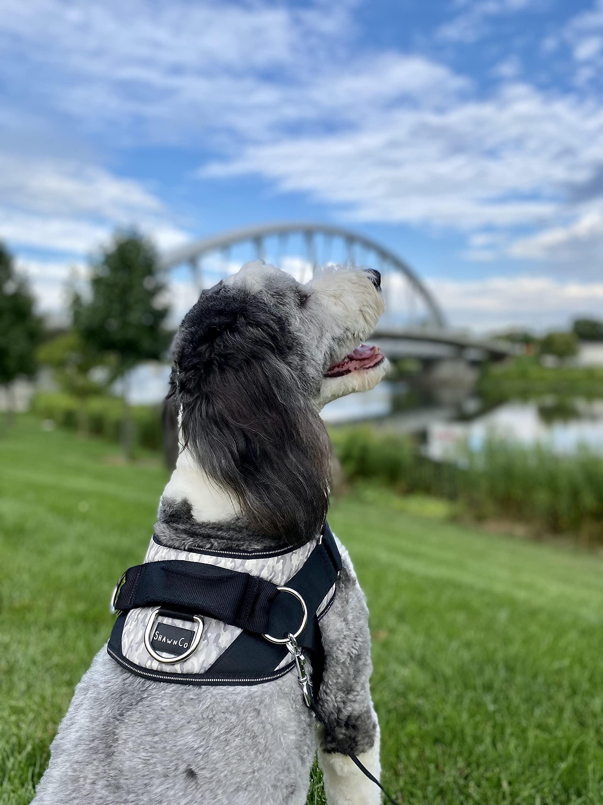 Shawnco Essential Dog Harness, No-Pull Pet Vest With 3 Leash Clips, No Choke, Reflective, Adjustable And Padded, For Easy Walking And Training For Small, Medium And Large Dogs (Sahara Camo, Xl)