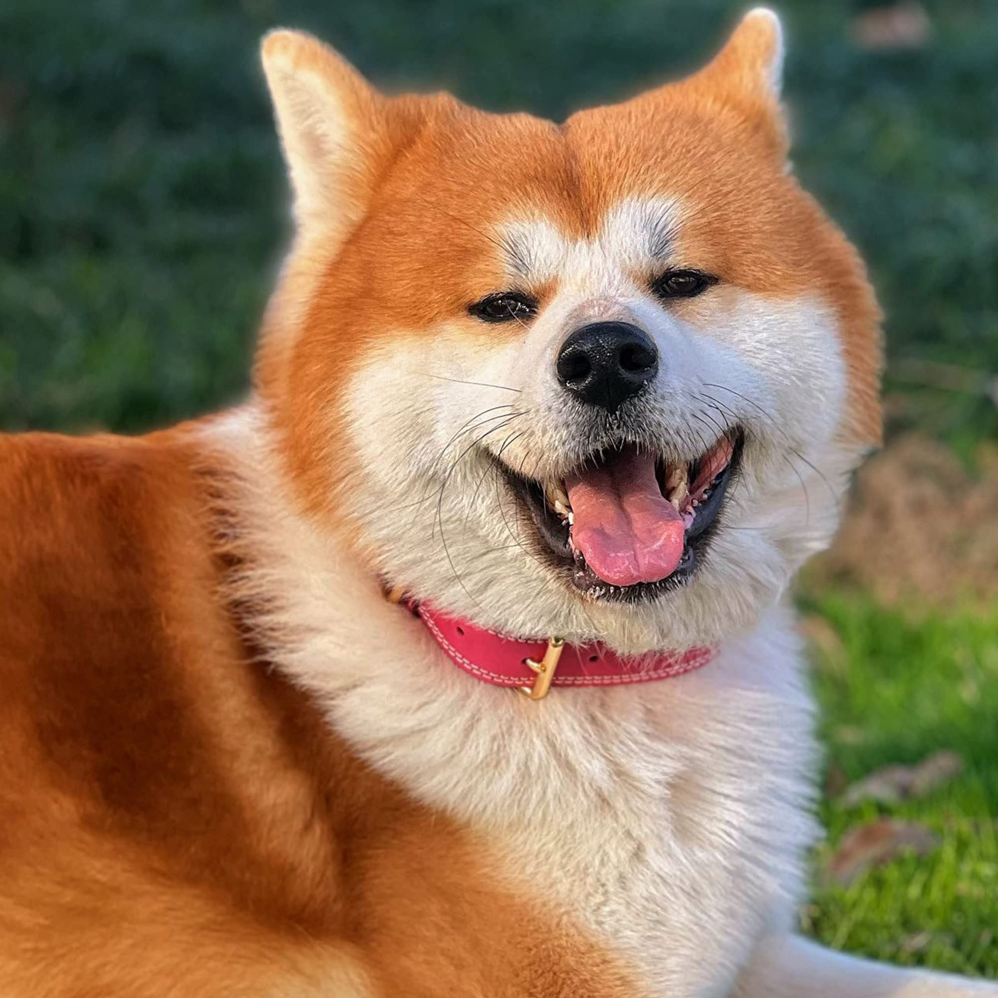 Daihaqiko Genuine Leather Dog Collar, Heavy Duty Dog Collar, Wide Dog Collar For Small Dog, Medium Dog, Large Dog And Extra Large Dog (S: 0.8' Wide For 13.4'-15.8' Neck, Dual Stitch - Pink)