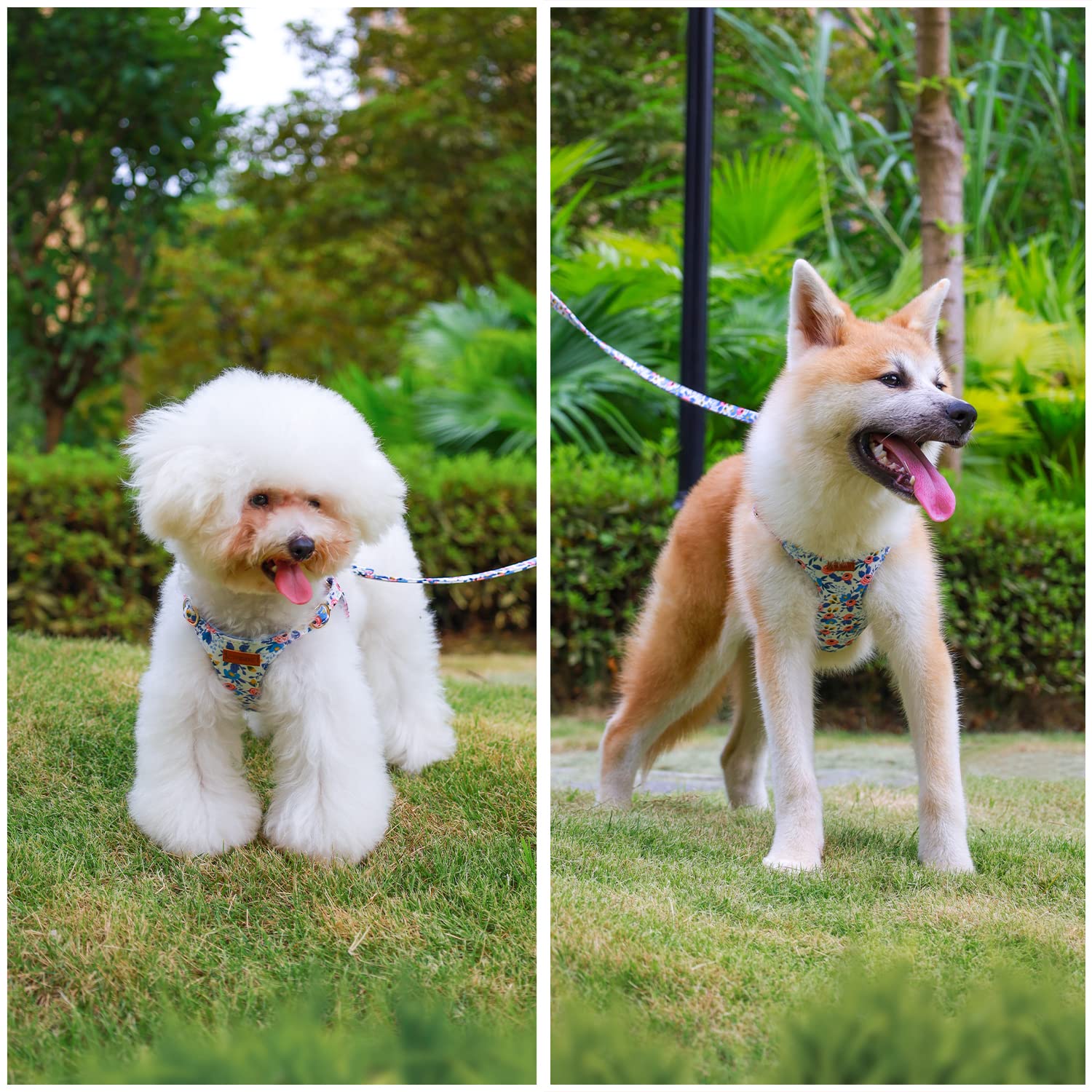 Chede No Pull Floral Pattern Dog Harness- Lightweight And Soft Dog Harness, Adjustable Small Dog Harness And Leash Set, With Dog Leash, Suitable For Puppy Small And Medium-Sized Dog (M, Blue Rose)