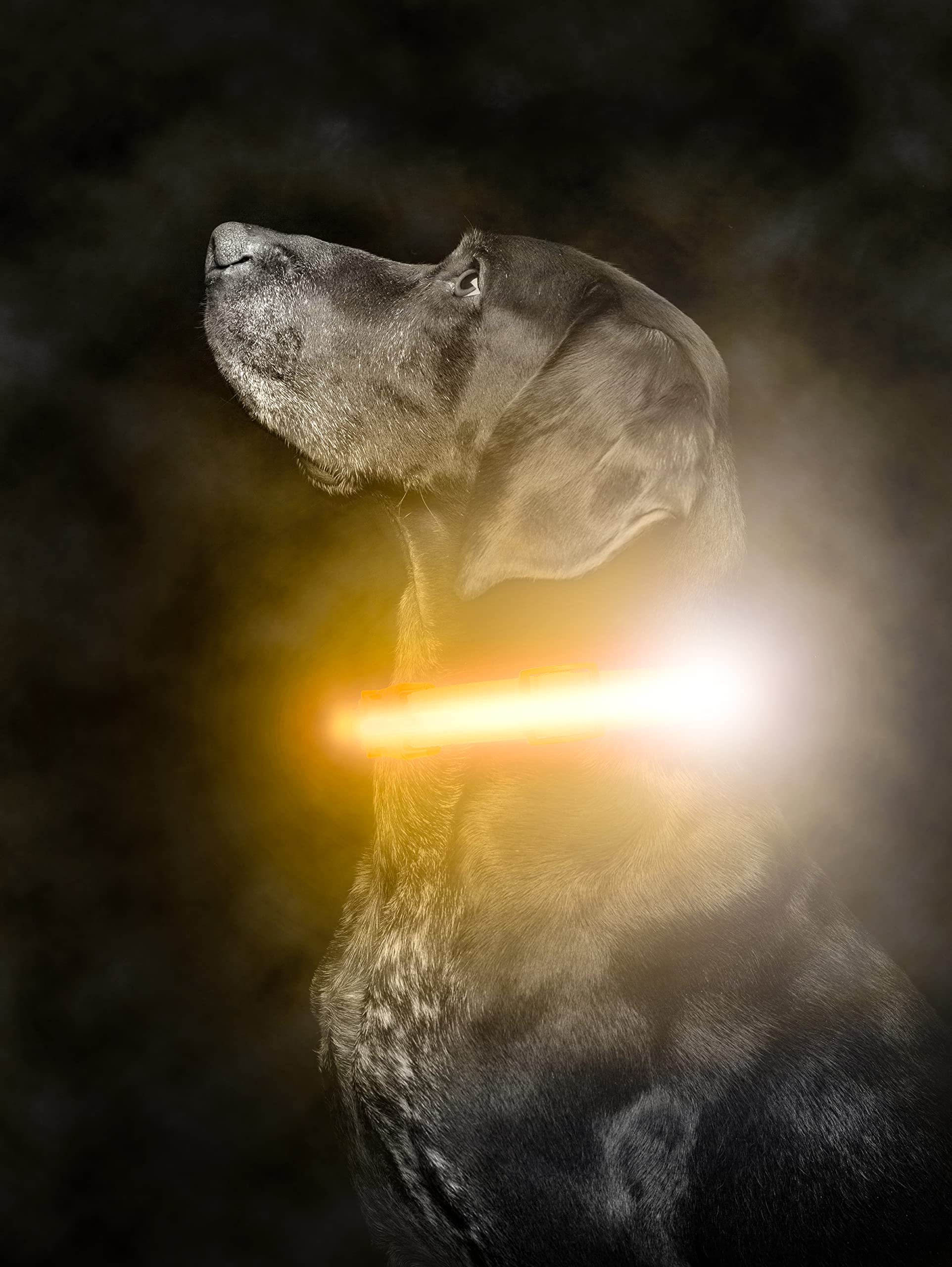 Mighty Paw Led Dog Collar - Usb Led Rechargeable - Usb Rechargeable Light - High Visibility Glow Strips - Glow Pet Feature - Wea