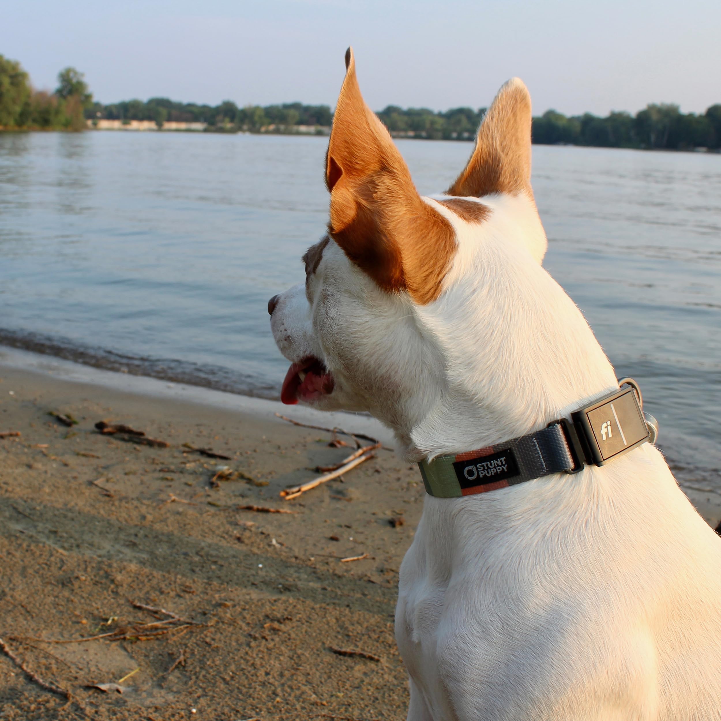 Stunt Puppy Dog Collar, Fi Series 3 Ready, Pine Blue, Large - Compatible with Fi GPS Device (Not Included)