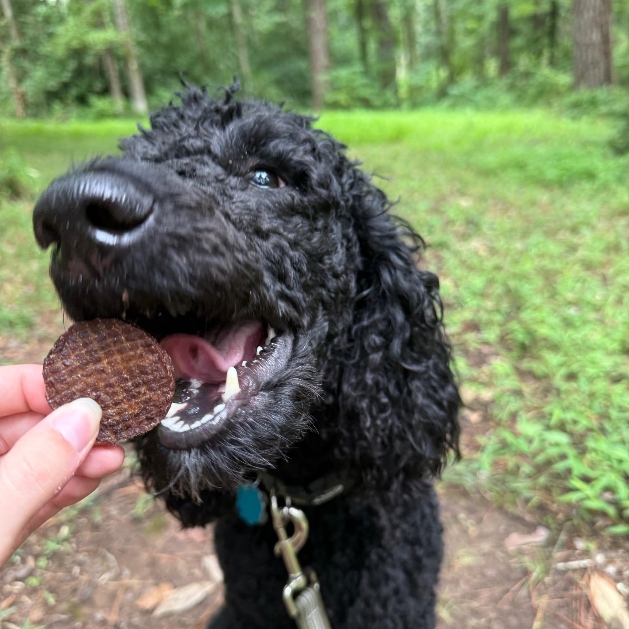 Farm To Pet - Dog Training Treats - 12 oz Beef Chips, Single Ingredient, Lean, All Natural, Healthy Dog Treats for Small, Medium