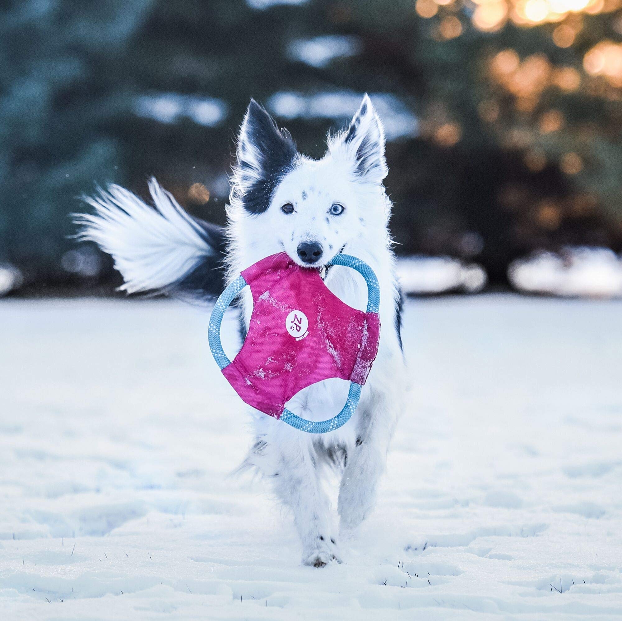Zippypaws Rope Gliderz Dog Toy, Soft Frisbee With Durable Rope For Tugging And Chewing, Magenta