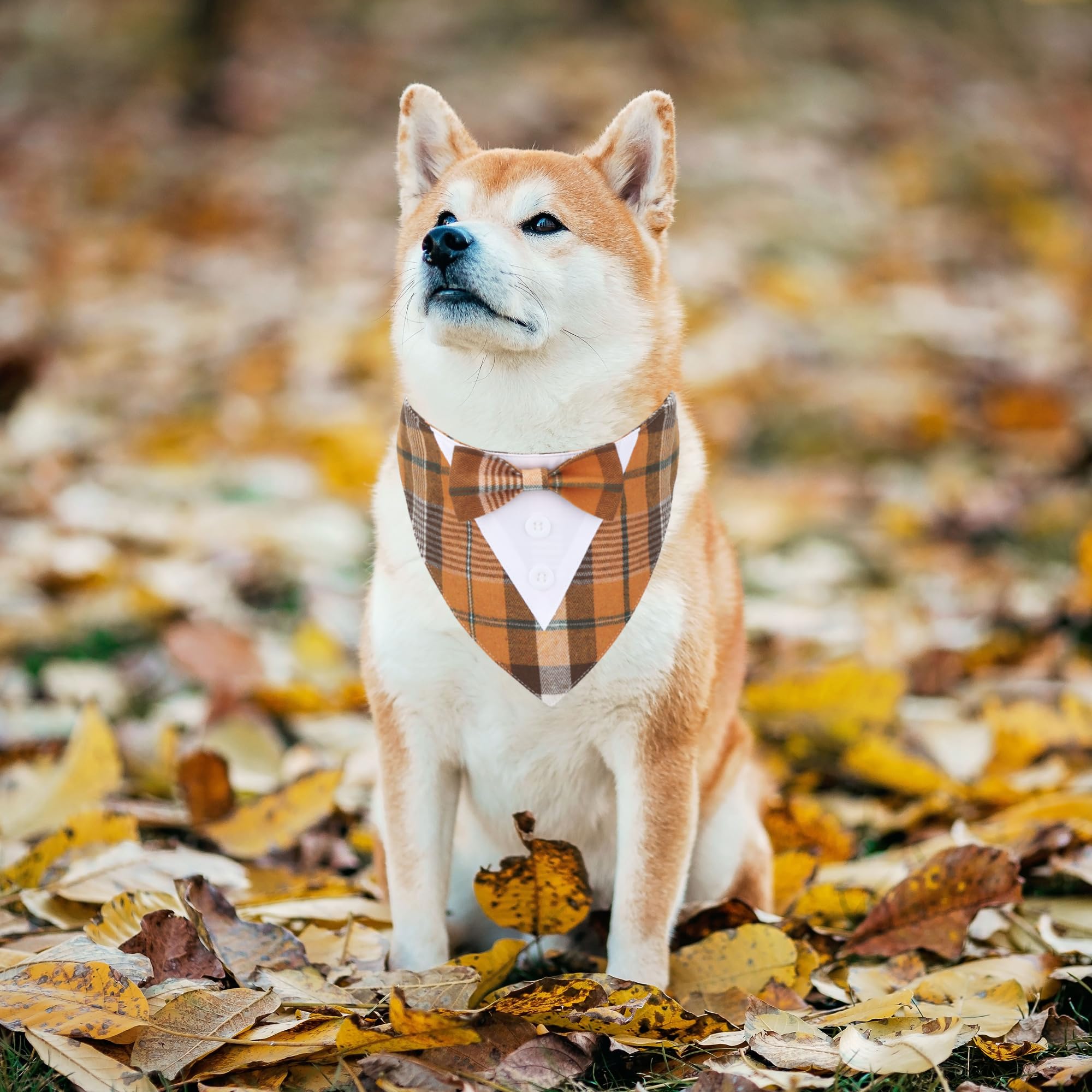 Adoggygo Fall Dog Tuxedo Bandana, Orange Plaid Dog Tux Collar With Bowtie Adjustable Dog Halloween Thanksgiving Formal Costume For Medium Large Dogs Pets (L, Fall)