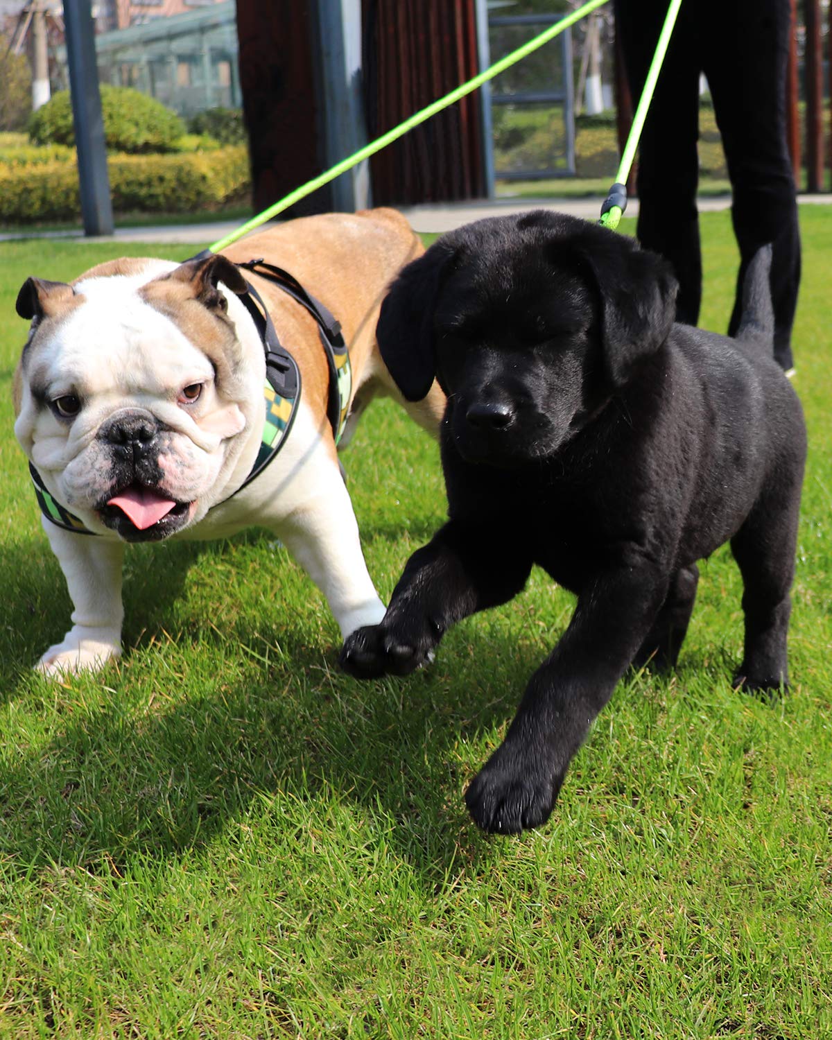 Taglory Double Dog Leash | Reflective Rope | No Tangle | Double Leash For Two Dogs | Puppy Small Medium Breeds | Green