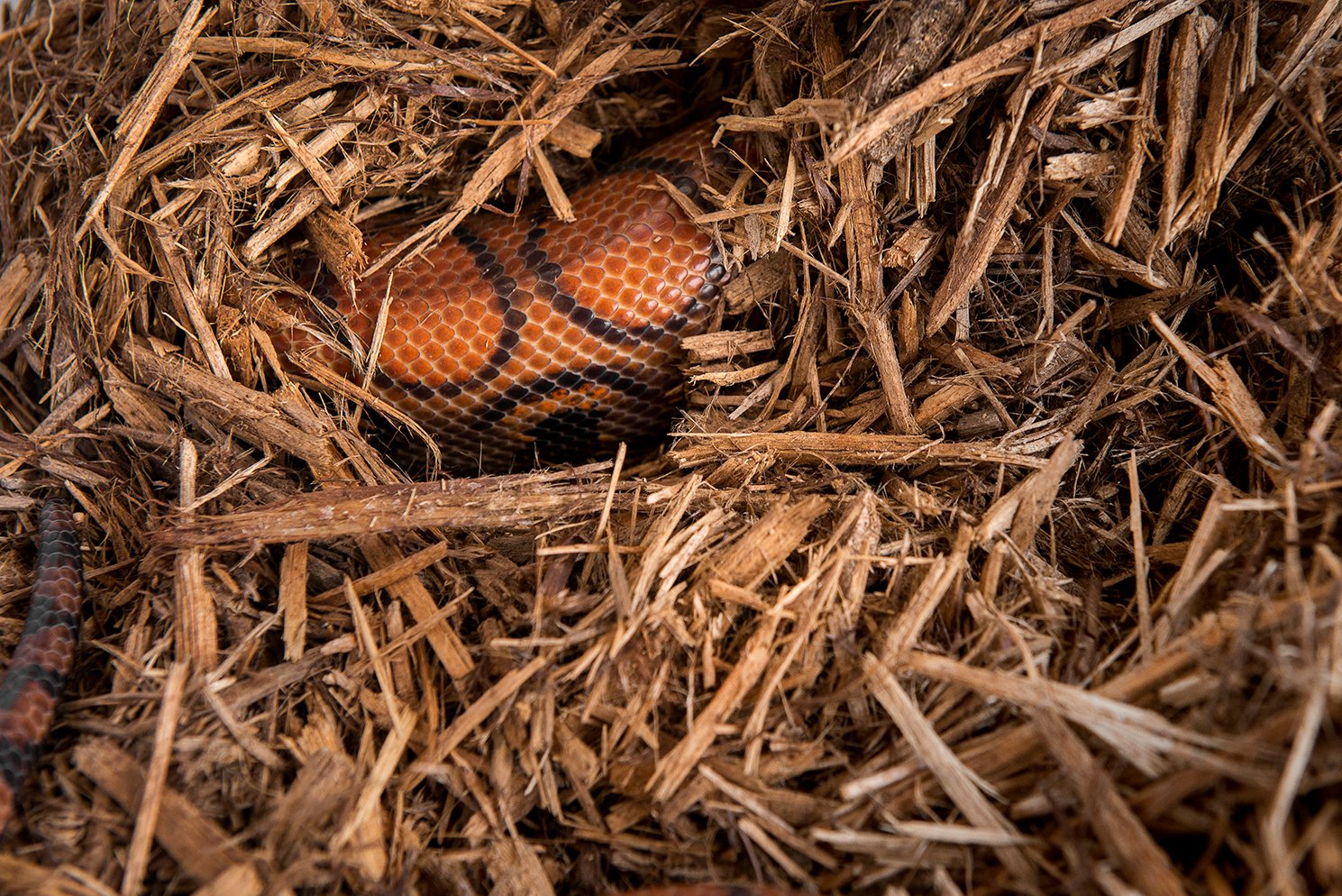 Galapagos (05054) Cypress Tank Mulch Forest Floor Bedding, 8-Quart, Natural