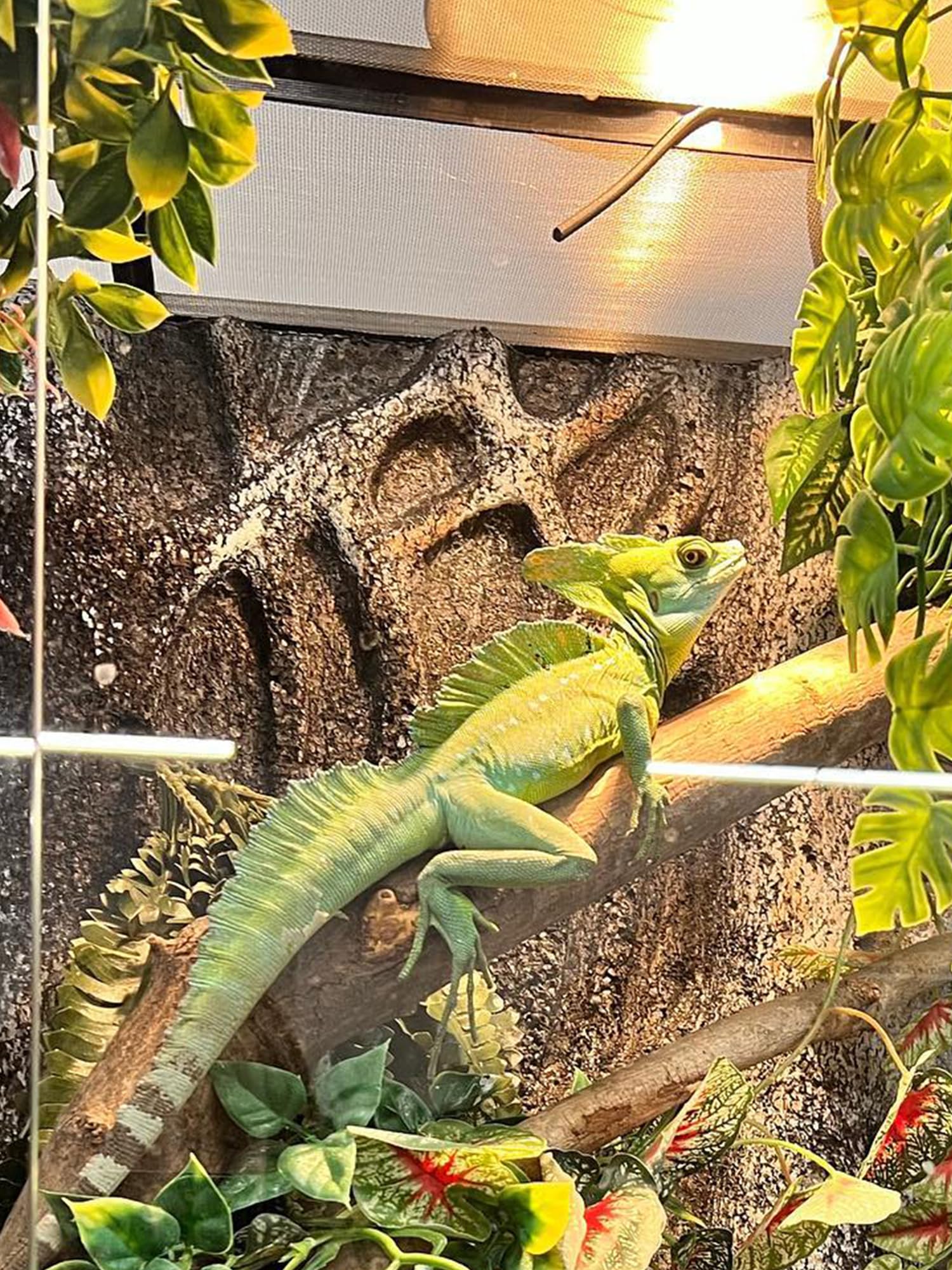 Heat Lamp Bulb, 100 Watt Full Spectrum Uva Uvb Reptile Heat Bulb, Basking Spot Light, Simulate Natural Sun Light For Reptile And