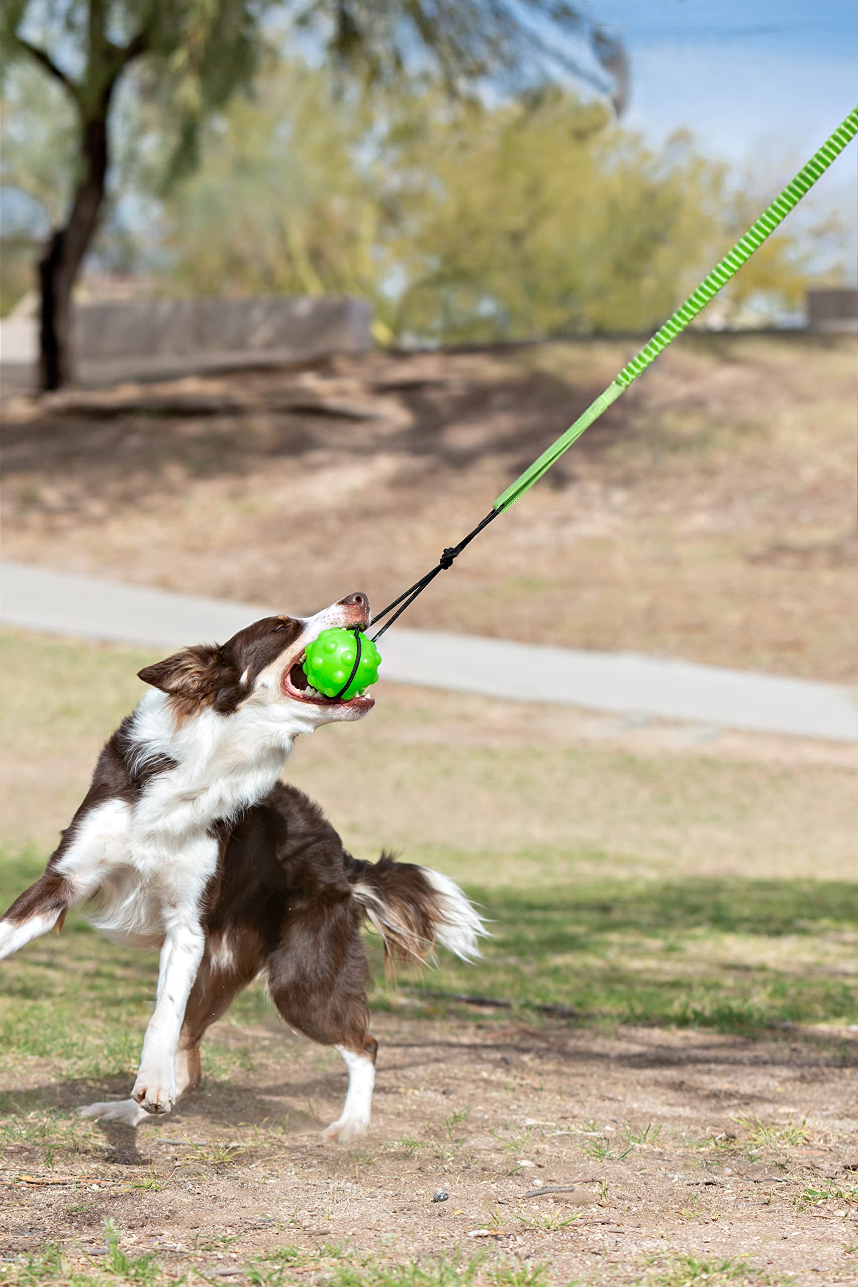 Jolly Pets Tree Tugger Dog Toy, Nylon, Green, Model JP071, Durable Tugging Fun