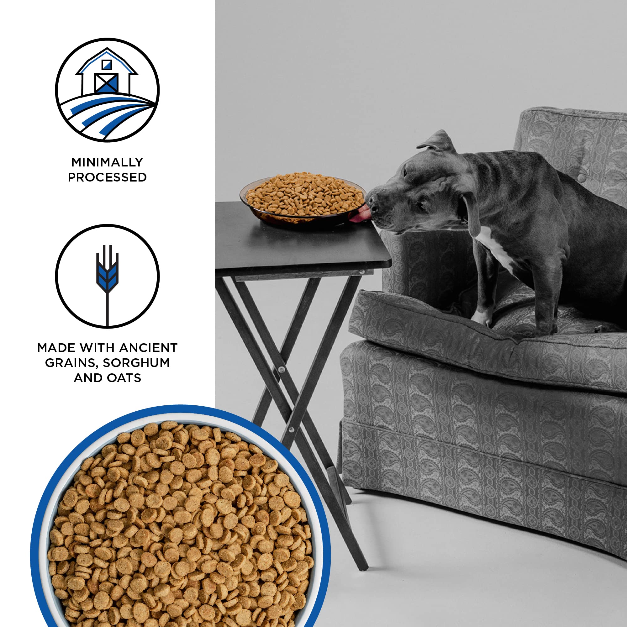 BIXBI Liberty Grain Friendly Dry Dog Food, Game Bird Feast Recipe, 22 lbs - Fresh Meat, No Meat Meal, No Fillers for Easy Digest