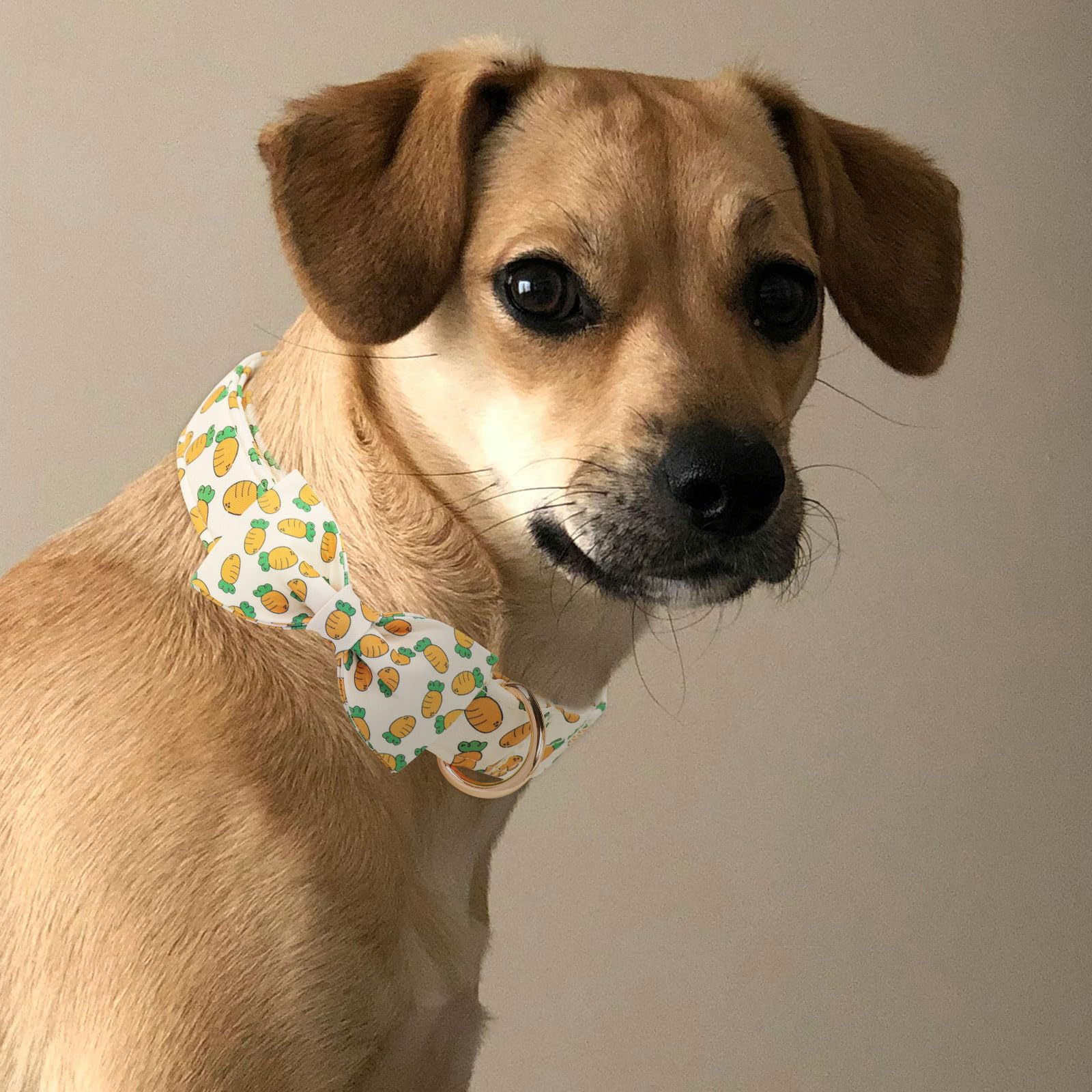 Mr.Chubbyface Easter Dog Collar With Bowtie, Cute Carrot Easter Dog Collar With Metal Buckle,Adjustable Soft Pet Collar For Smal
