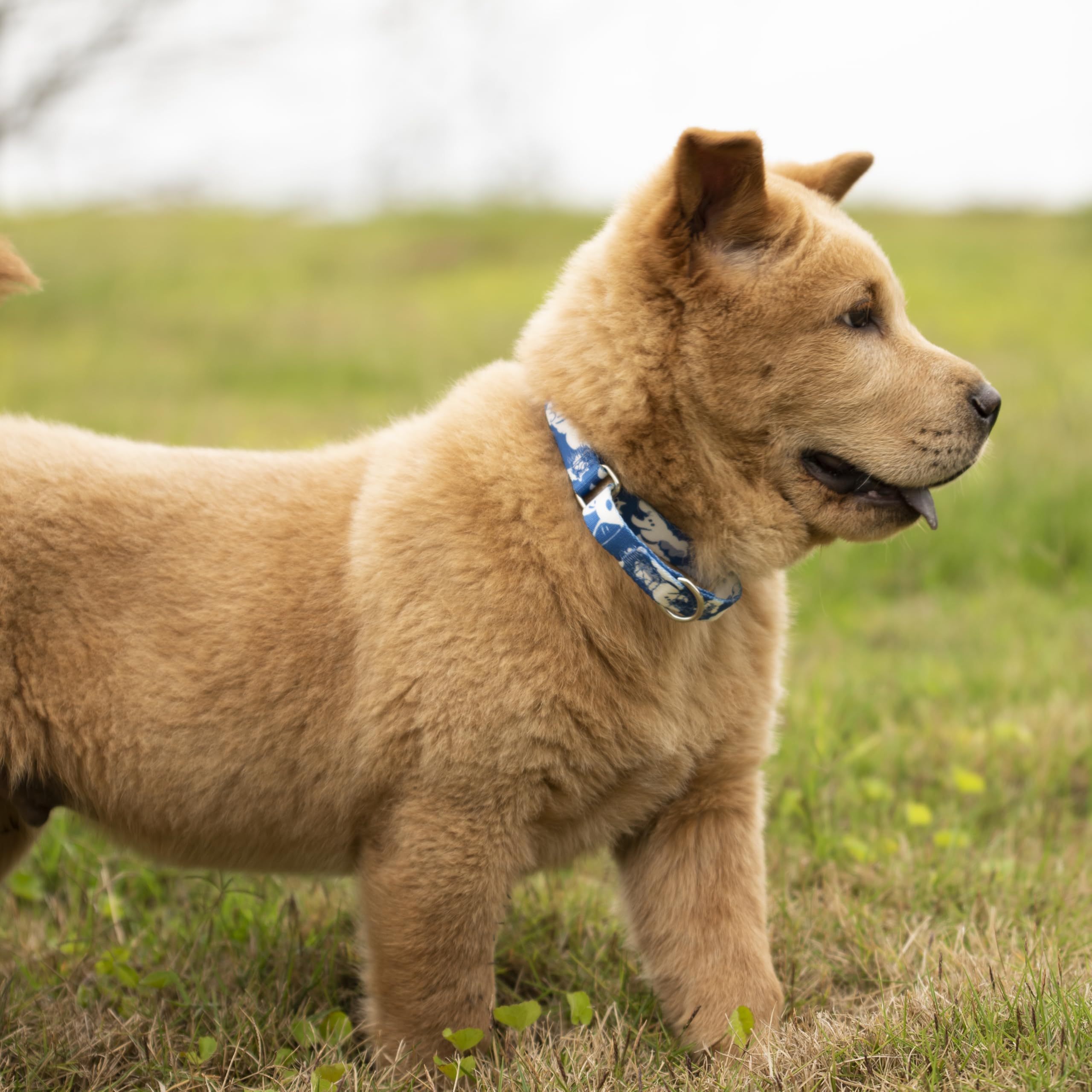 Hyhug Design Pattern Martingale Collar For Dogs Escape - Proof| No Pull Durable For Outdoor Use, Ideal For Training & Daily Walk