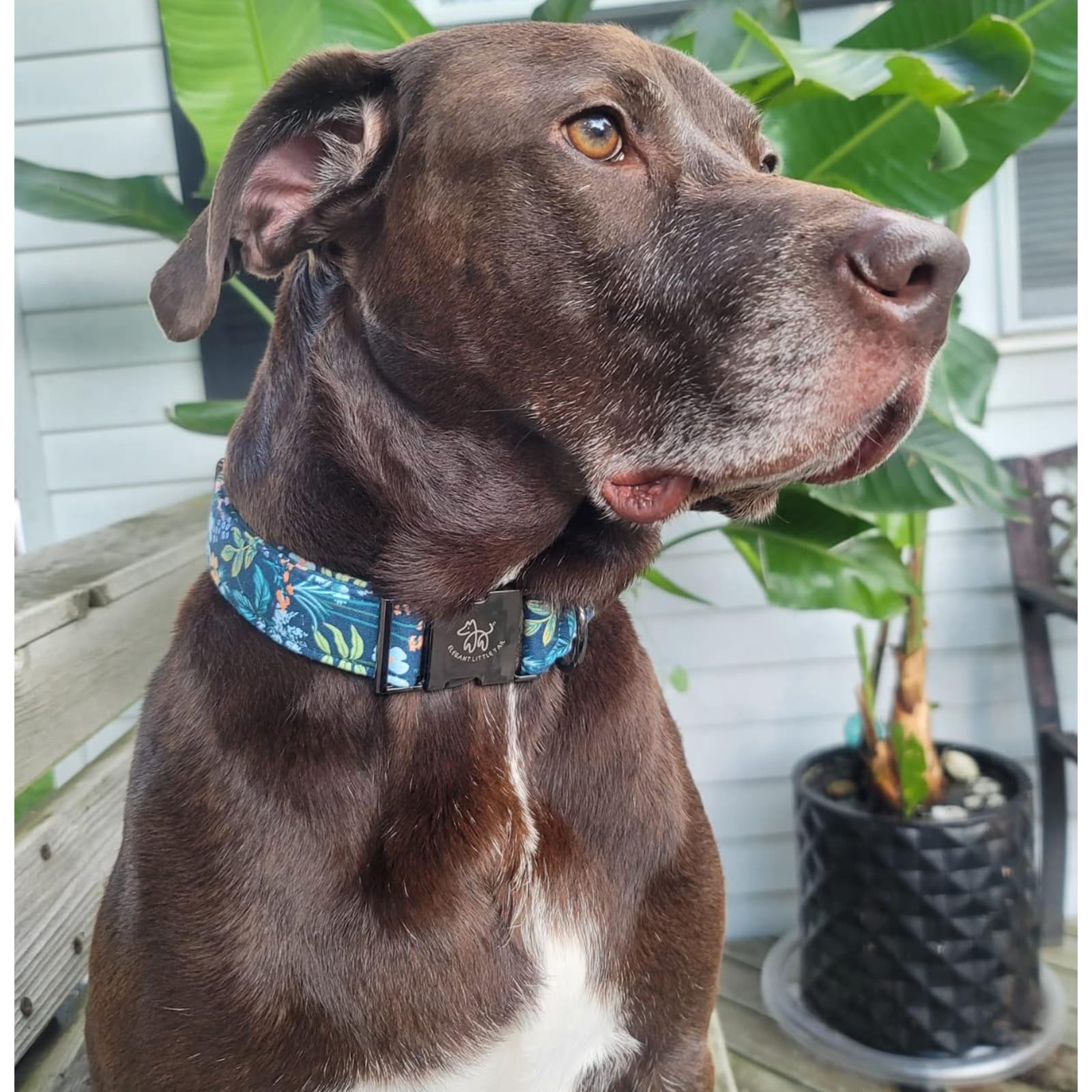 Elegant Little Tail Dog Collar, Floral Pet Collar Durable Darkblue Flower Dog Collars Male Or Female Holiday Pet Gift Adjustable