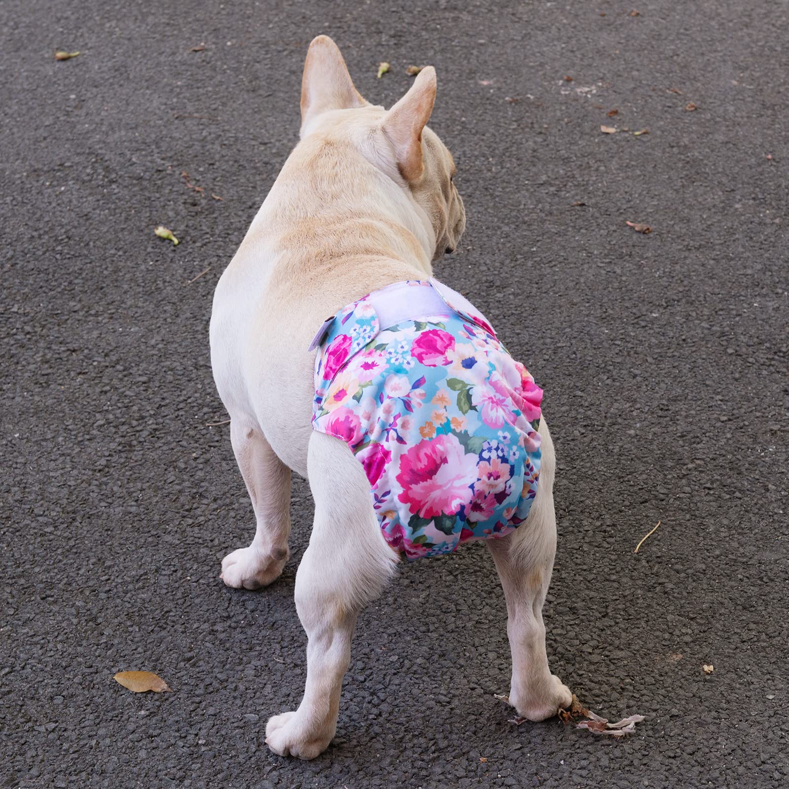 Cutebone Washable Dog Diapers Female No Tail Hole 3 Pack Reusable Doggie Period Training Pants For Docked-Tail Frenchie French B