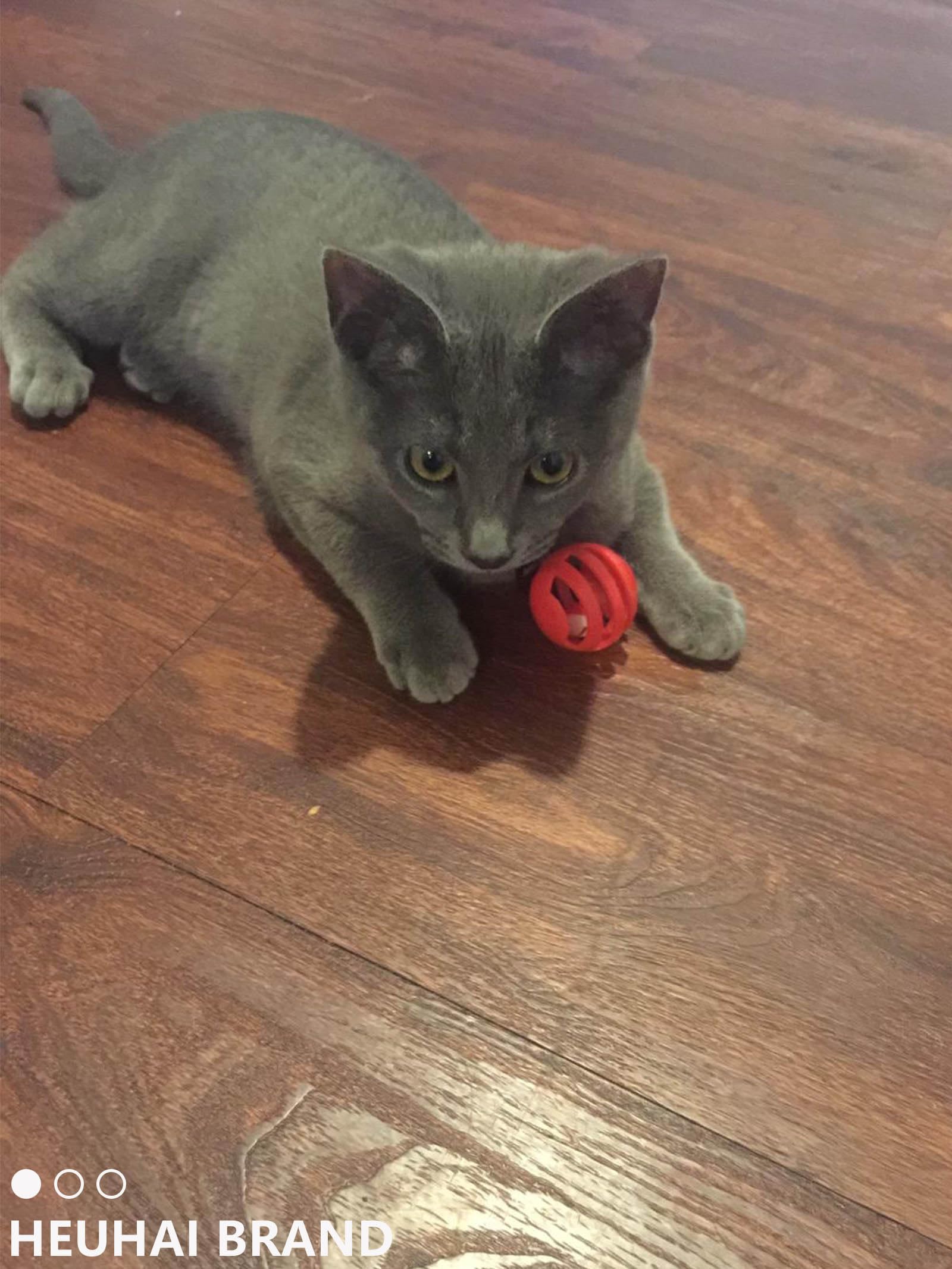 Heuhai 10 Pcs 1.5''~2.3'' Big Cat Toy Ball With Bell, Plastic Lattice Jingle Balls, For All Breed Sizes