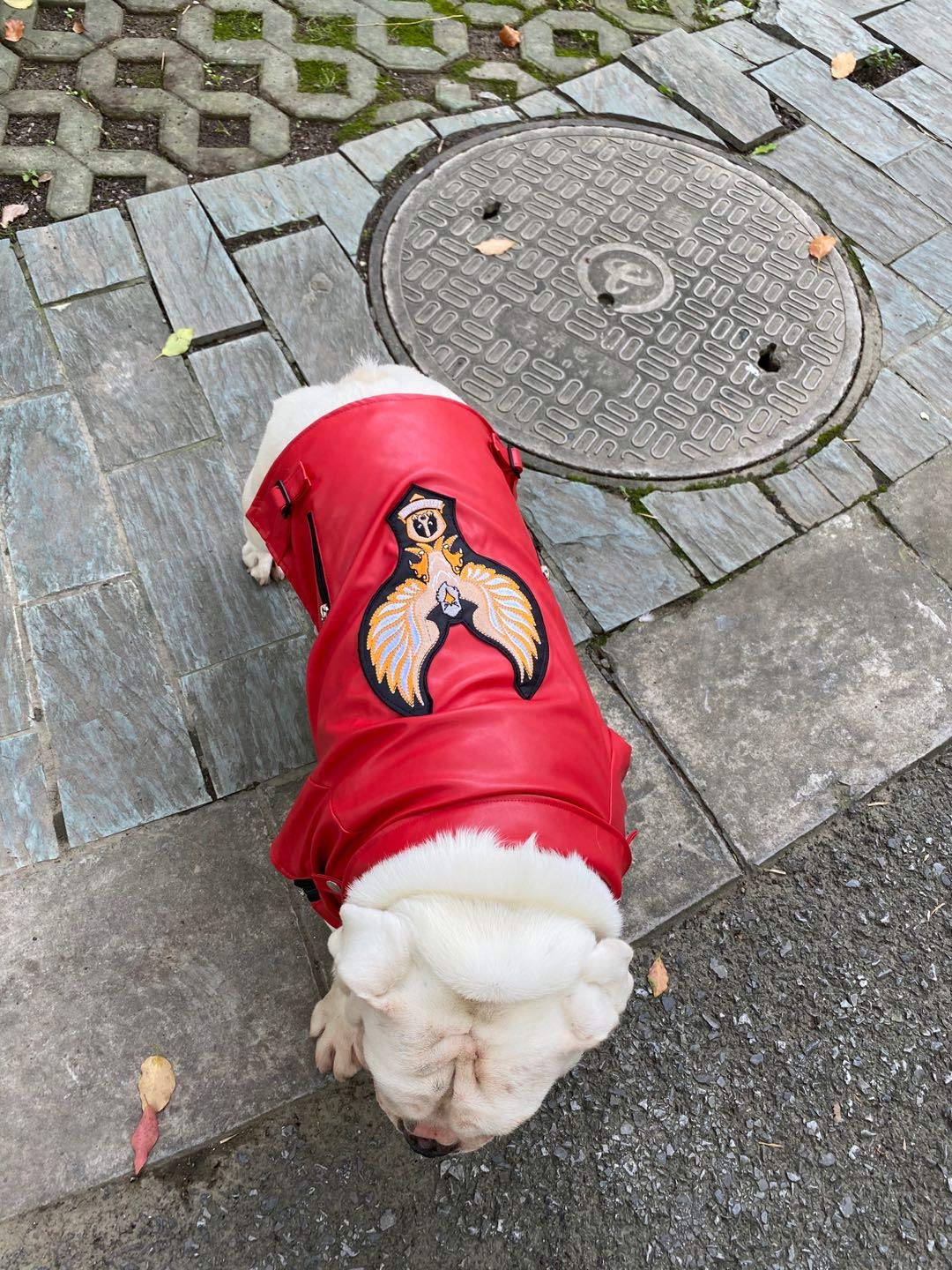 Lovelonglong Cool Dog Leather Jacket, Warm Coats Dogs Windproof Cold Weather Coats For Large Medium Small Dogs With Eagle Embroidery Red B-L