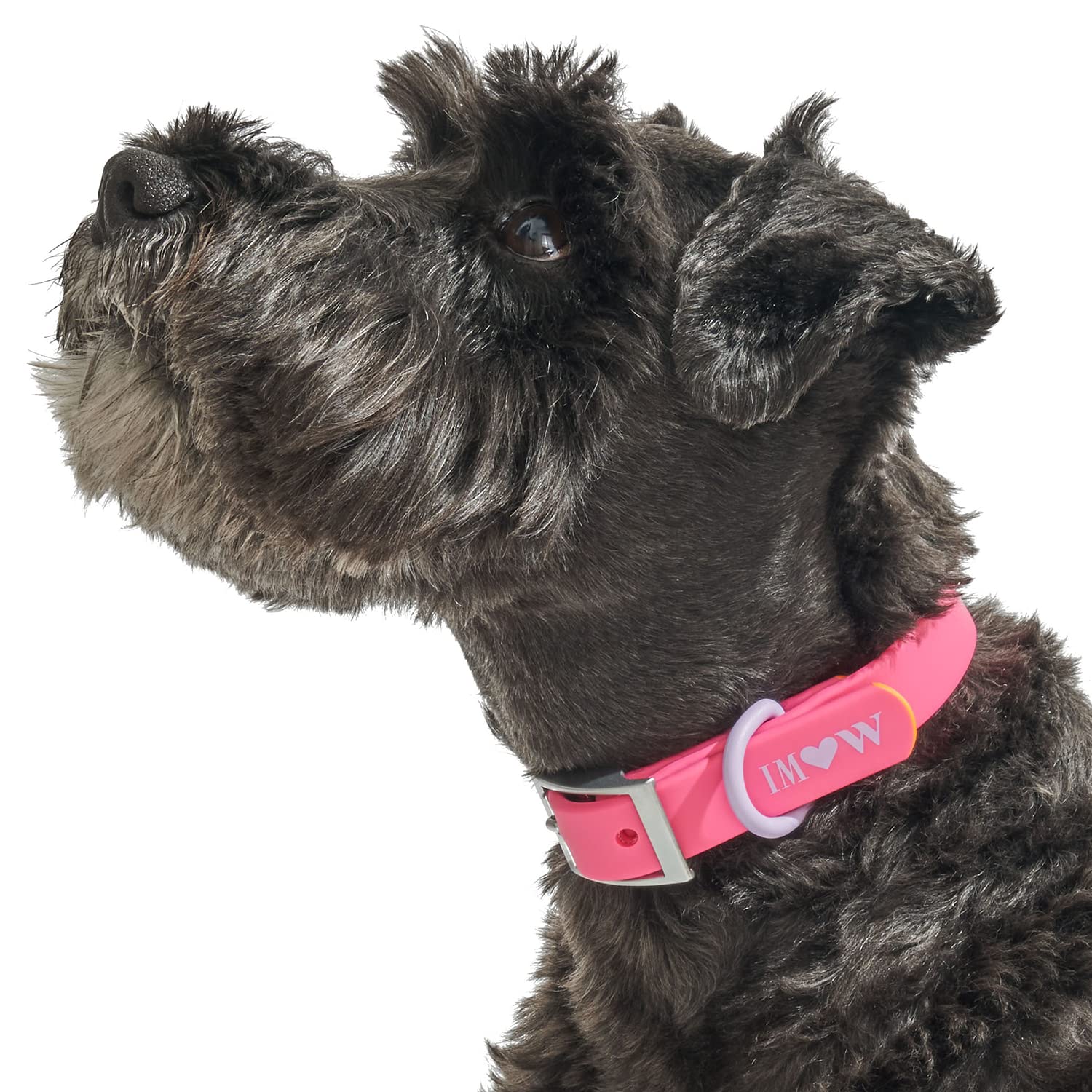 Wild One Dog Collar, Easy-Clean, All Weather Flex-Poly Strap With Metal, Durable, Dirt And Odor Resistant (Cosmopolitan, Xl)