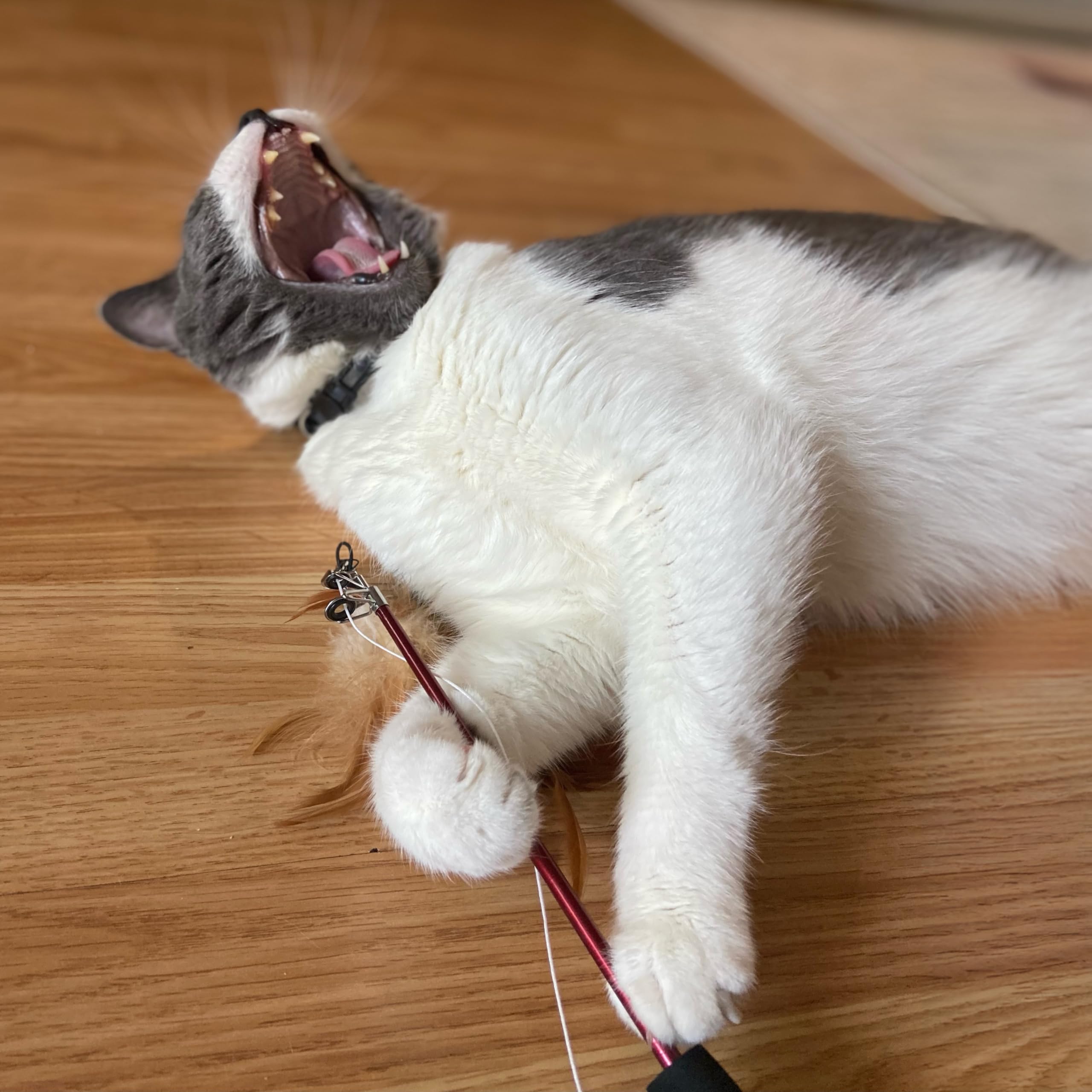 Spot Fishing Rod 'N Reel Kitty Teaser - Cat Toy Fishing Pole Casts A Line Over 7 Feet With Working Reel Locks In Line When You Make Your Catch, Feather End Teases And Entices Cats To Pounce And Chase