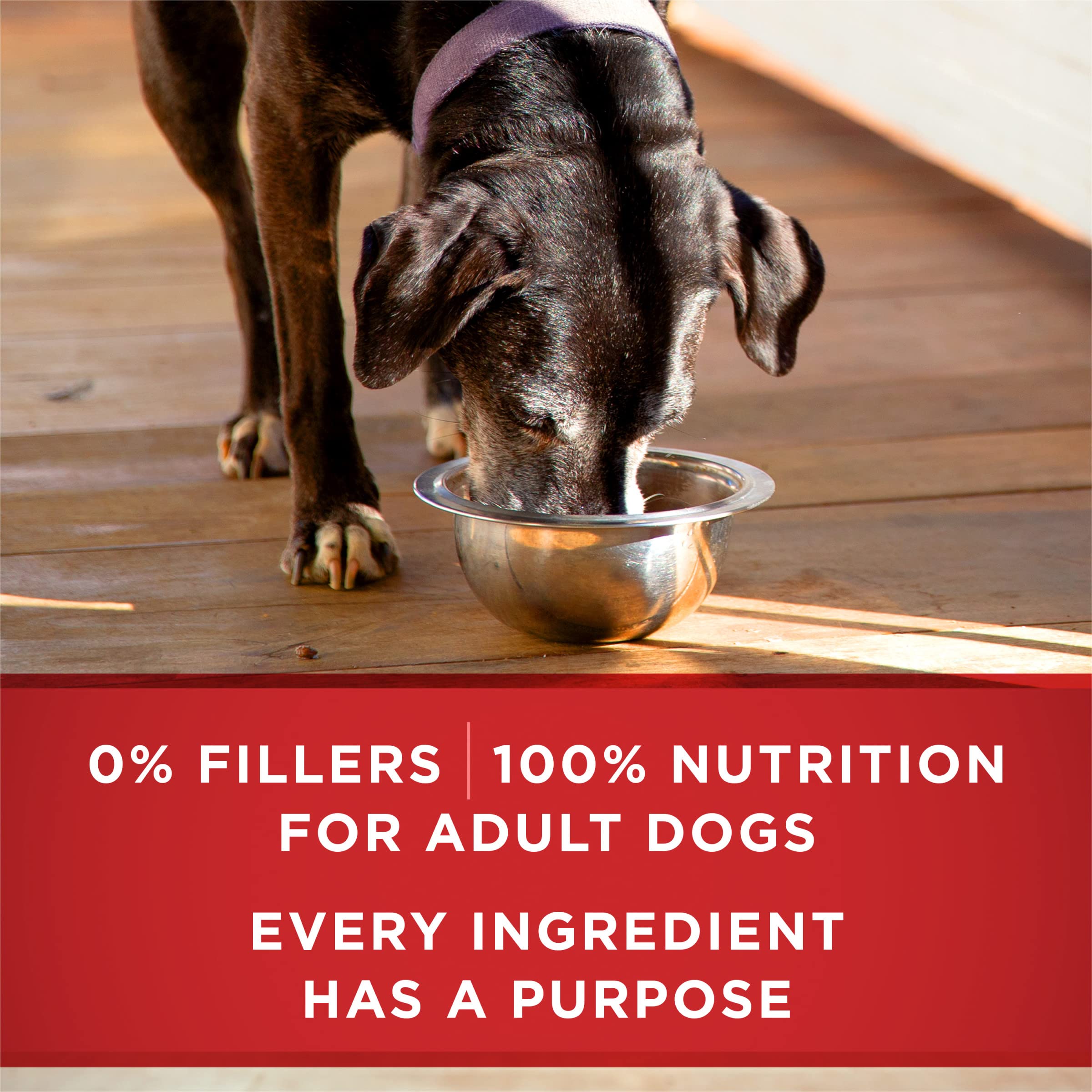Purina ONE Plus Classic Ground Vibrant Maturity Adult 7 Plus Turkey And Barley Entree Senior Dog Food - (Pack of 12) 13 oz. Cans
