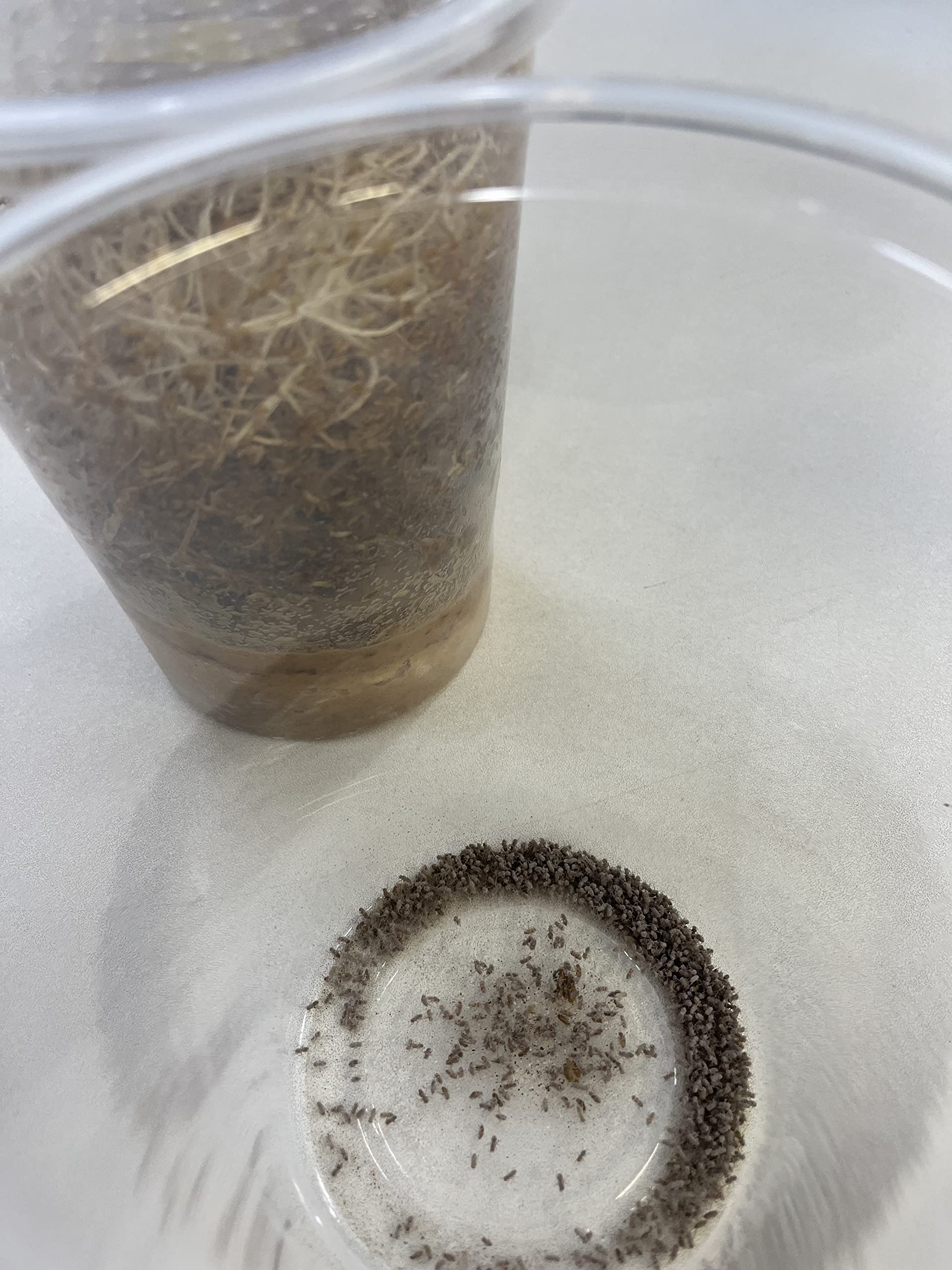 Joshs Frogs Producing Wingless Drosophila Melanogaster Fruit Fly Culture