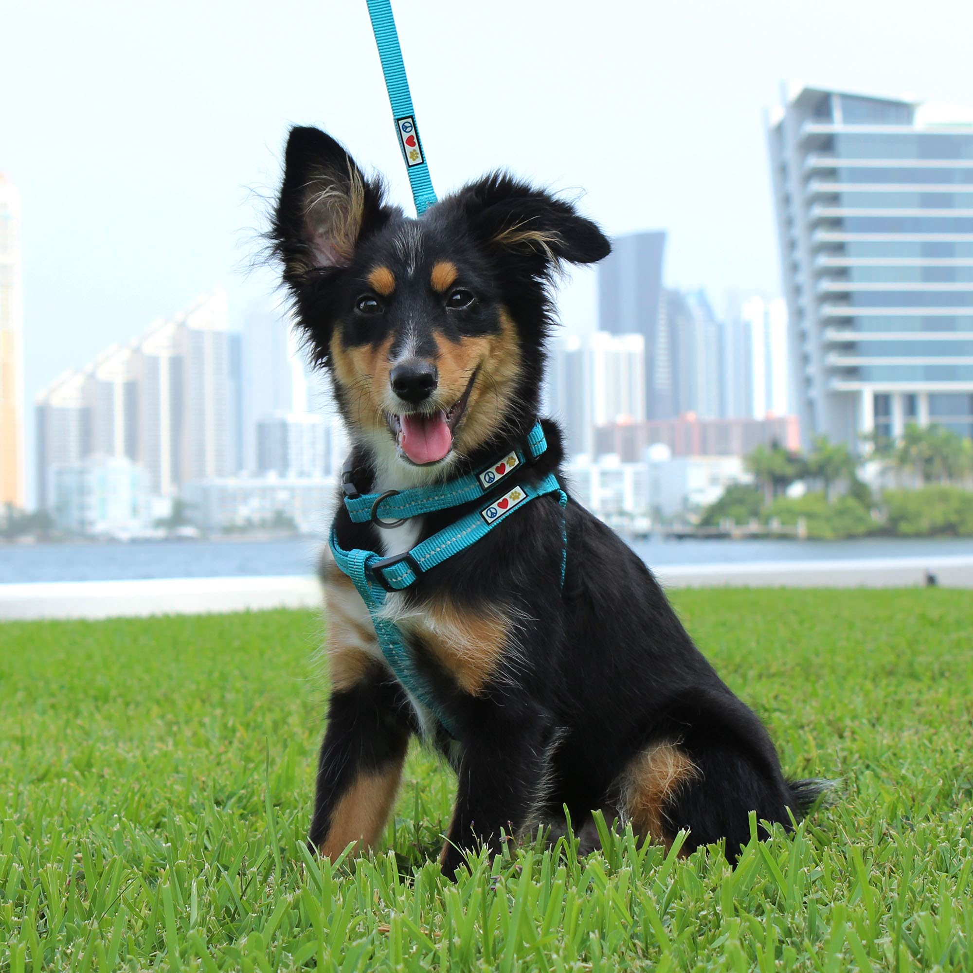 Pawtitas Step-In Dog Harness Solid Color Vest For Training & Walking, Puppy & Extra Small Dog Black Onyx