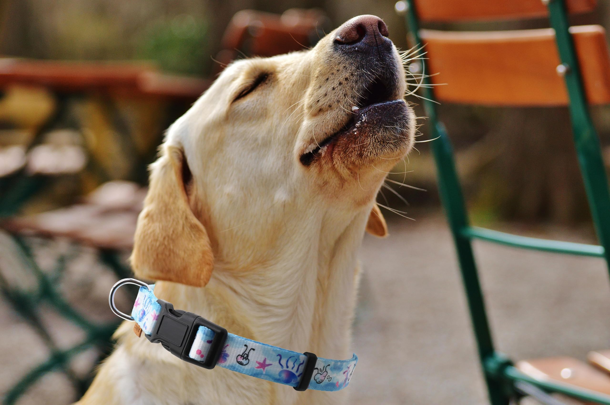 Aiminto Dog Collar, Cute Jellyfish In Ocean Pattern, Soft And Adjustable Collar With Quick Release Buckle (L (Neck 16-28'', Widt