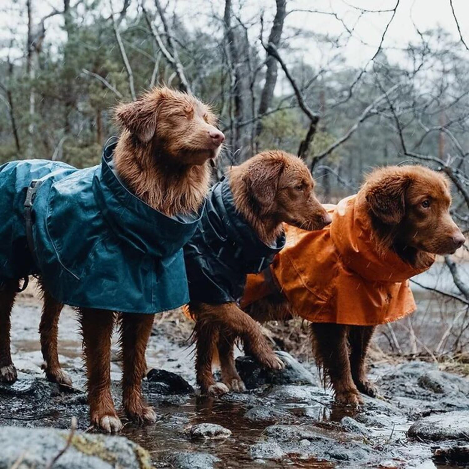 Hurtta Monsoon Coat, Dog Raincoat, Bilberry, 16 In