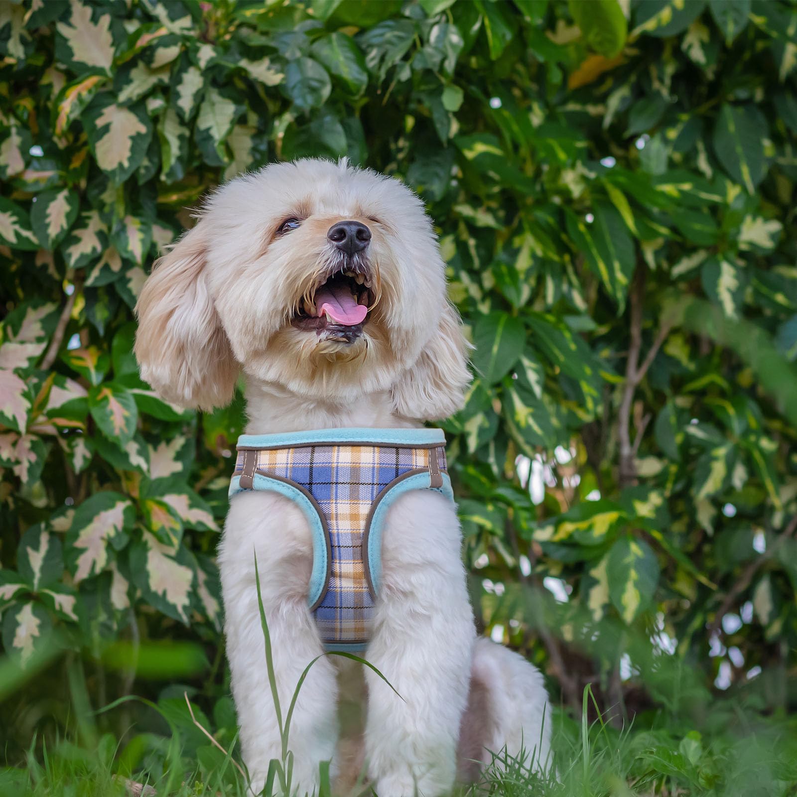 Dog Harness For Small Dogs,Small Dog Harness Puppy Harness Breathable Mesh Reflective Adjustable Safety Buckle Xs Dog Harness Pu