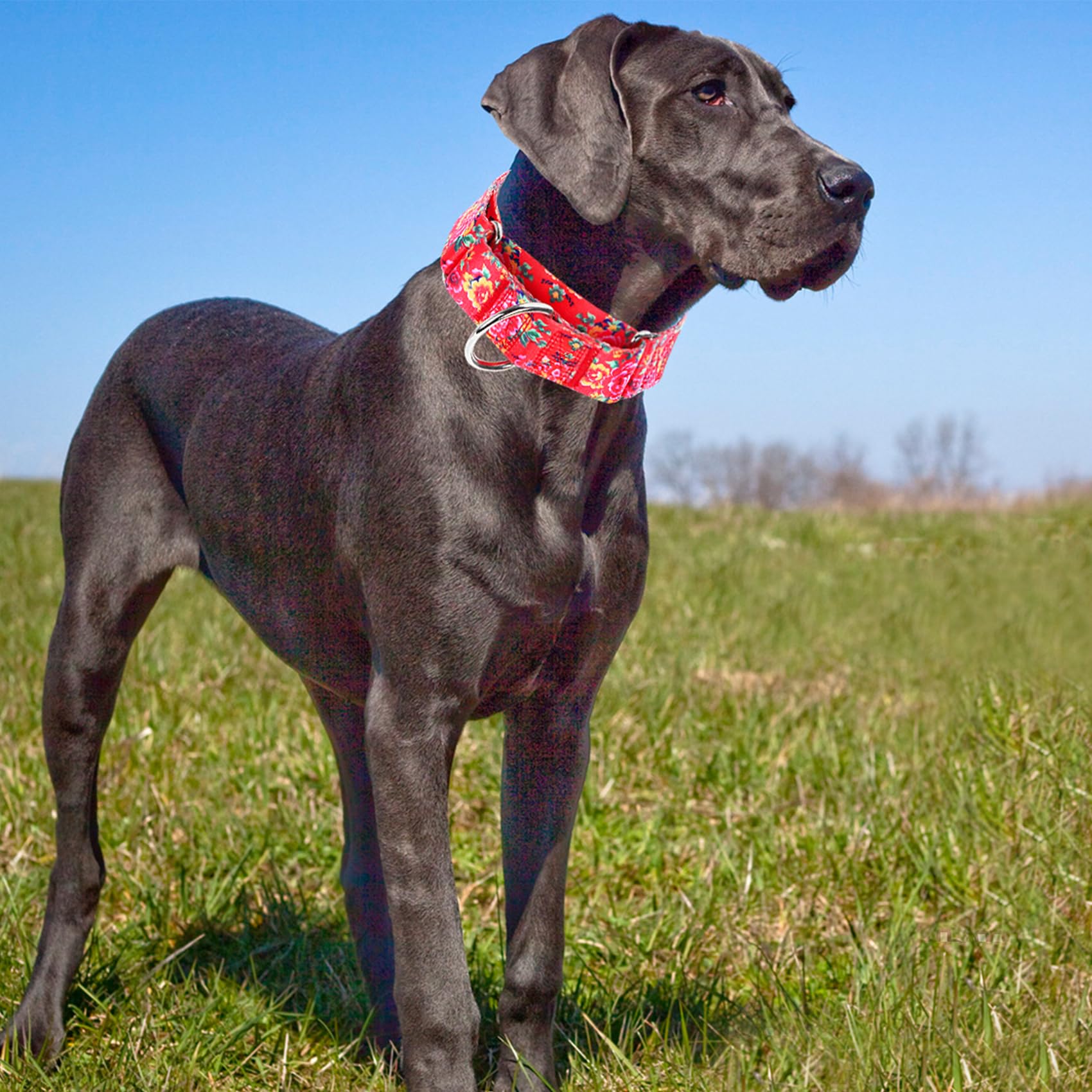 Martingale Dog Collar 1.5    Width - Heavy Duty Adjustable Training Collar With Stylish Red Floral Design - Secure Fit For Mediu