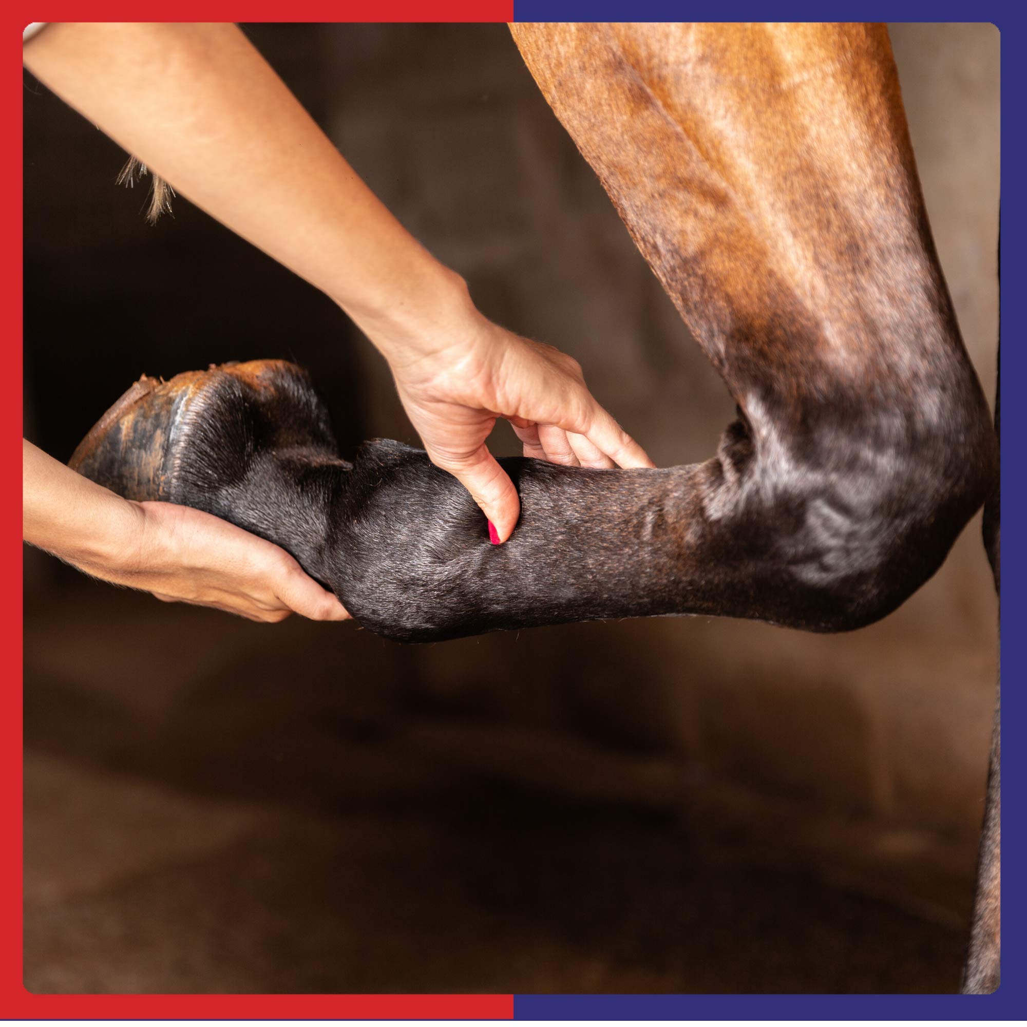 Veterinus Derma GeL PAW Care Pack with 5 x Mini Tubes 10mL - 0.34 fl.oz. - CAT Safe Non Toxic Contains: Freeze Dried Lavender ex