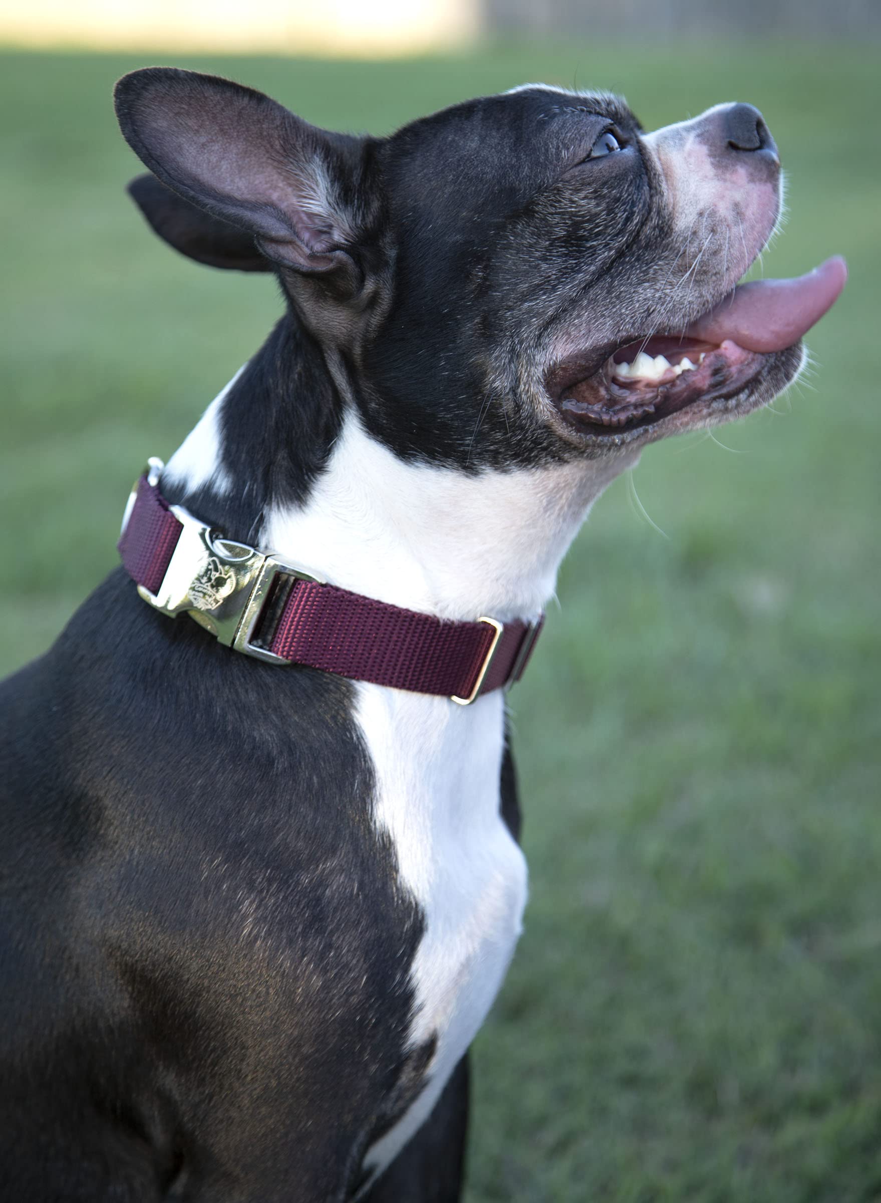 Country Brook Design - Vibrant 30+ Color Selection - Premium Nylon Dog Collar With Metal Buckle (Medium, 3/4 Inch, Burgundy)