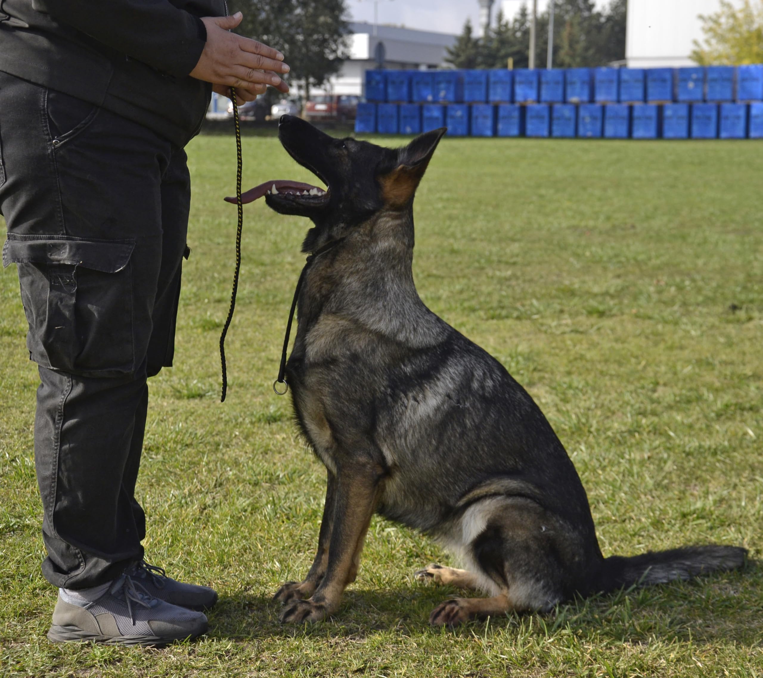 Dingo Gear Choke Collar for Dog Training Handmade of Cord with 1 Limiter Waterproof Black XXL S04063