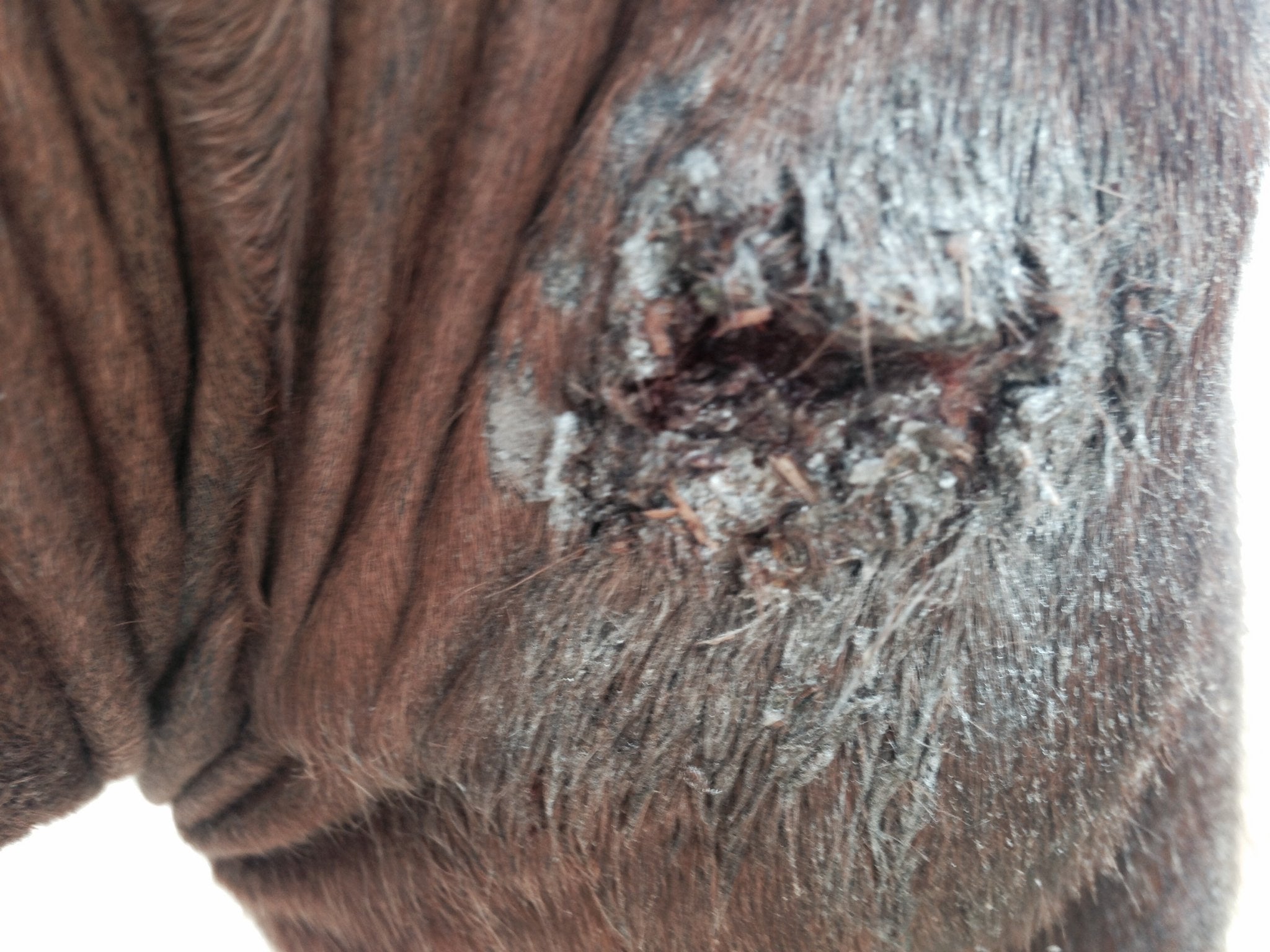 Big Mare Horse Wound Lotion | Anti Bacterial/Anti Fungal | Healing, Soothing & Penetrating Formula | 8 oz Bottle