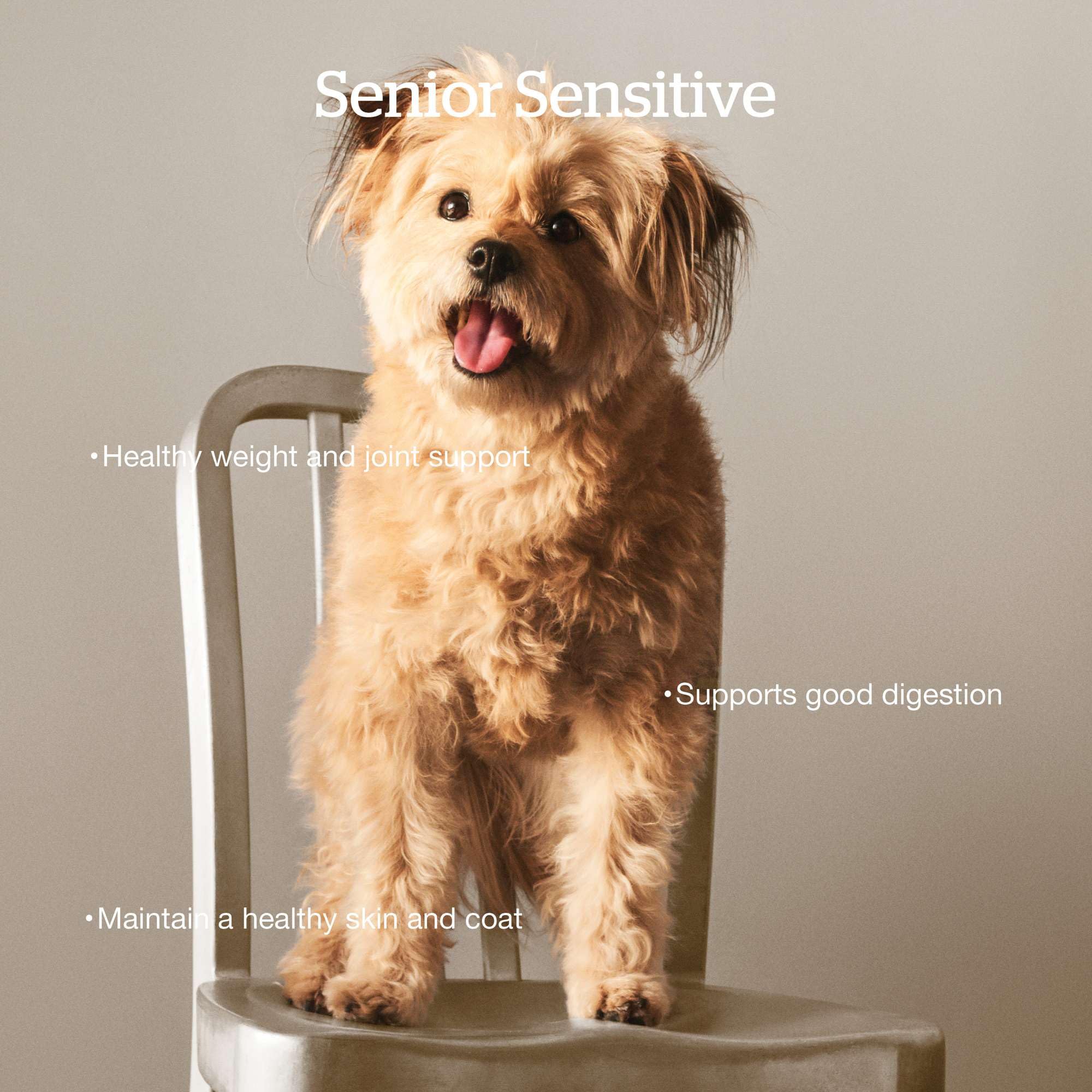 Now Fresh Grain-Free, Dry Dog Food, Real Meat and Fish, Turkey, Salmon and Duck Senior Recipe, All Breed Size, 22 lb Bag