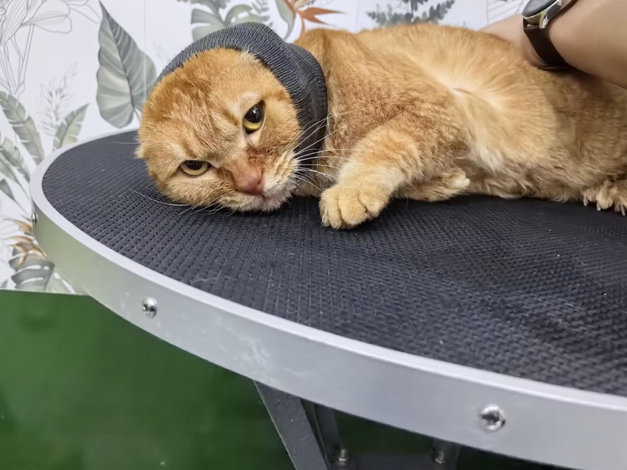 Ddfs Cat Ear Cover Head Wrap (2 Pack), Ear Wrap Cat L Headband Ears Head Scarf Ear Wrap For Cats Grey+Purple S